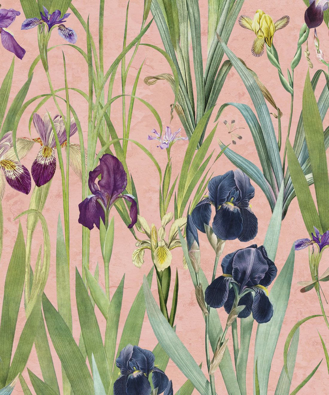 Iris Wallpapers