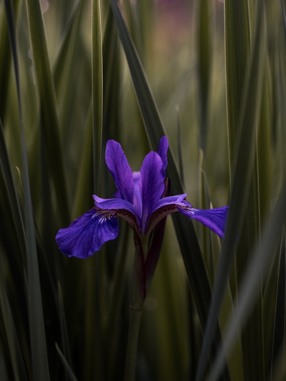 Iris Wallpapers