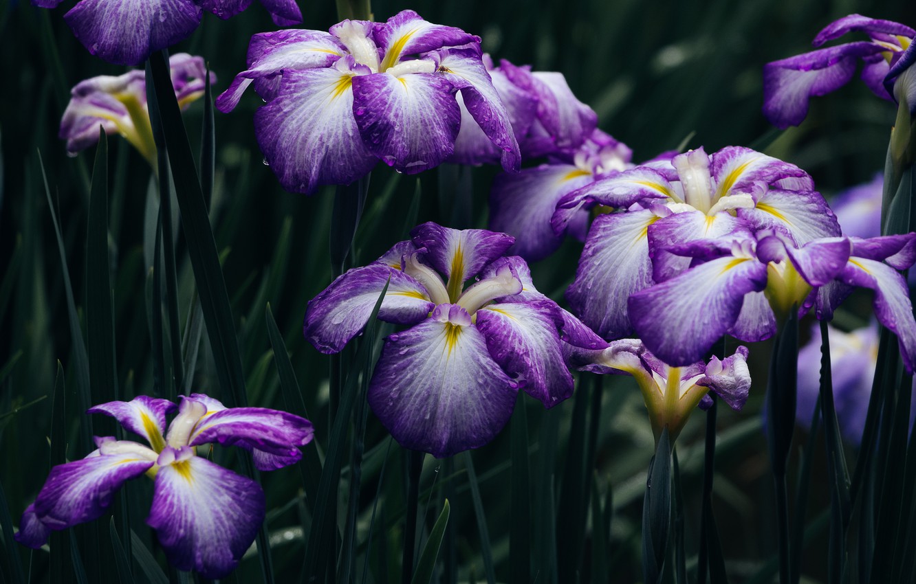 Iris Wallpapers