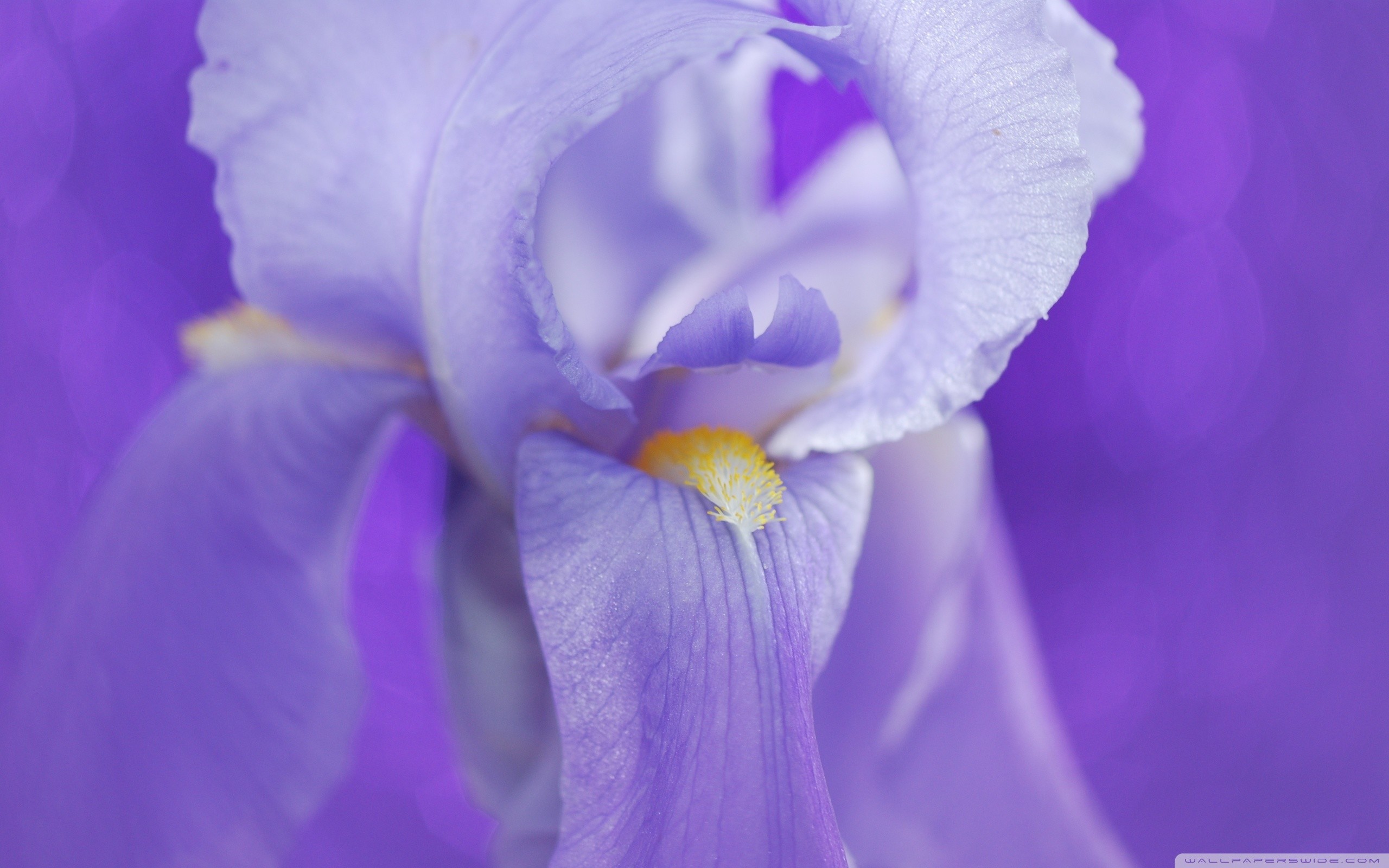 Iris Wallpapers