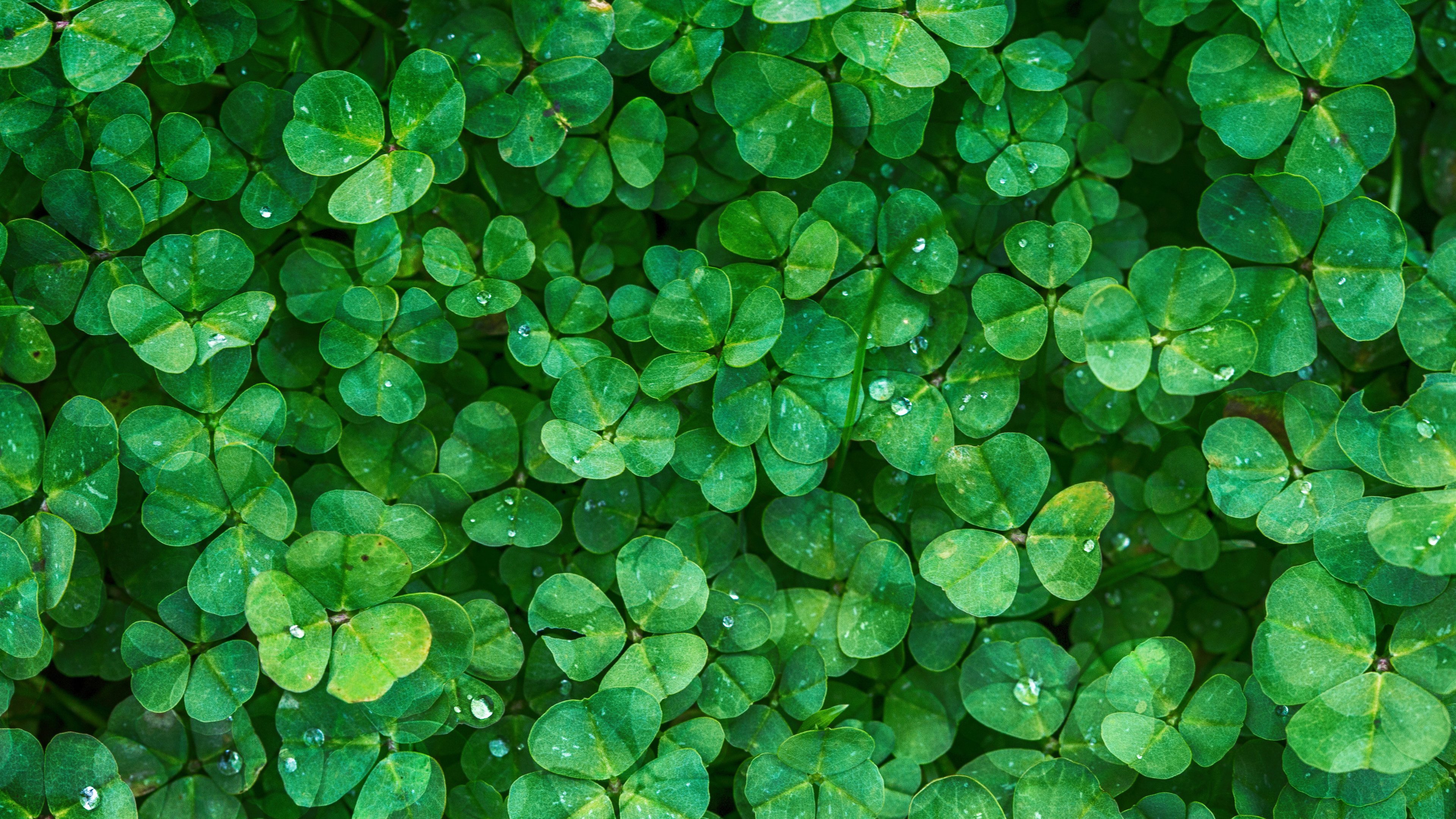 Irish Wallpapers