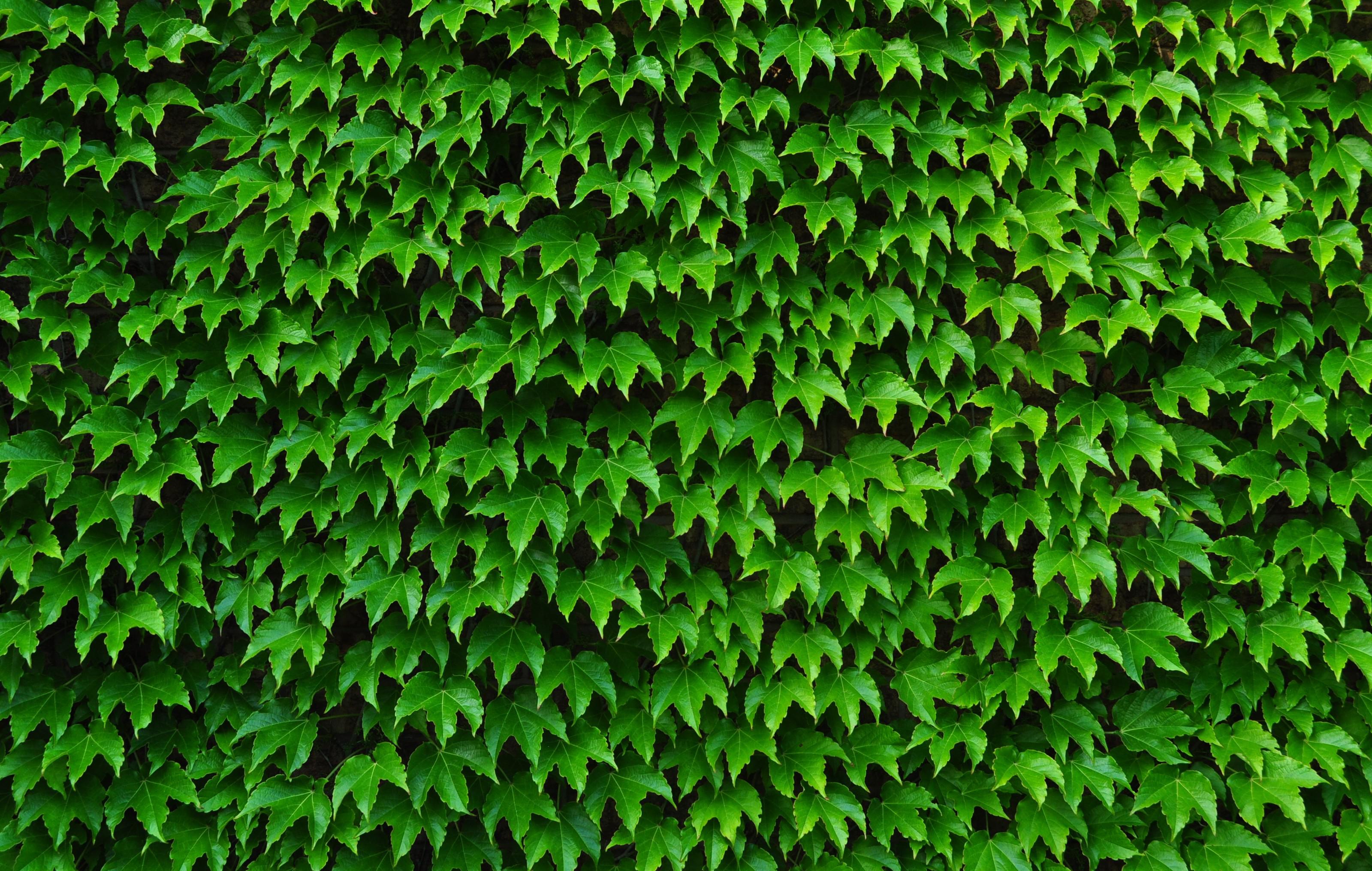 Ivy Wallpapers