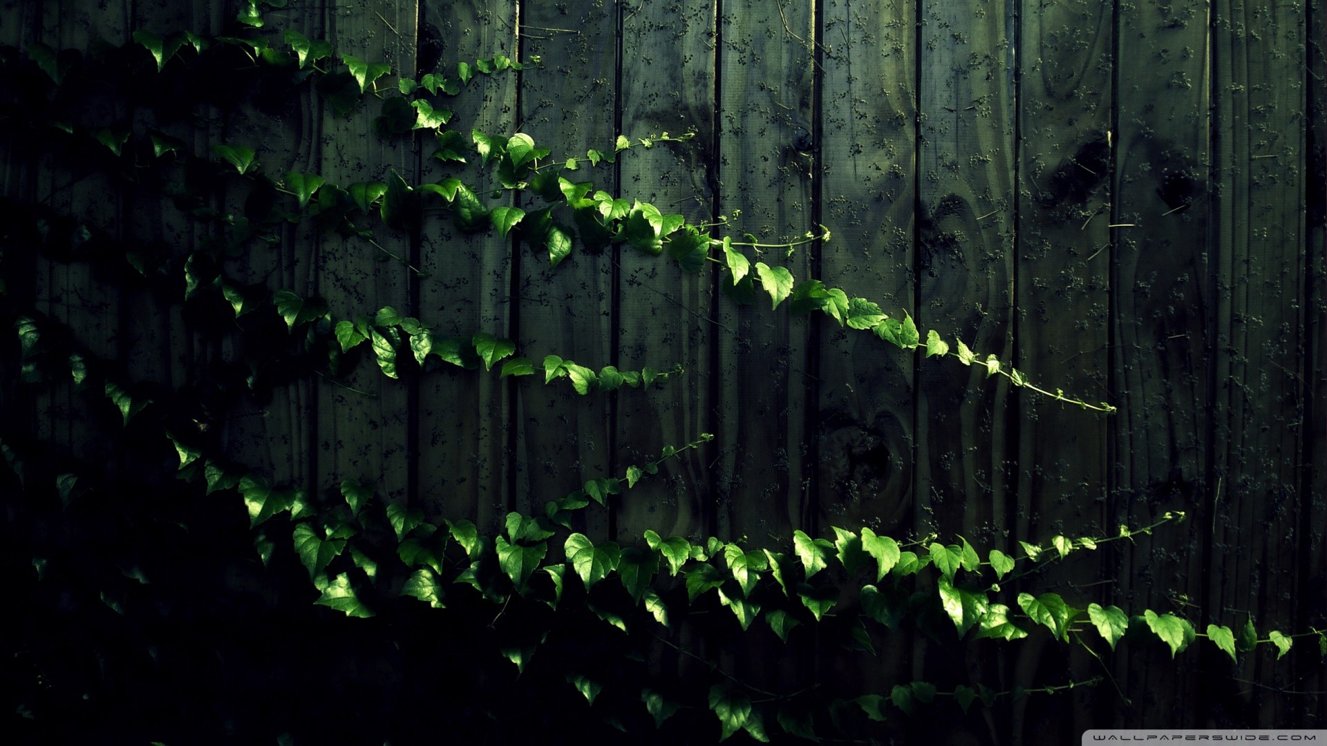 Ivy Wallpapers