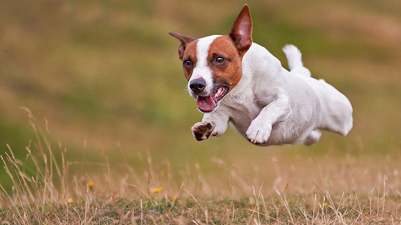 Jack Russell Terrier Wallpapers