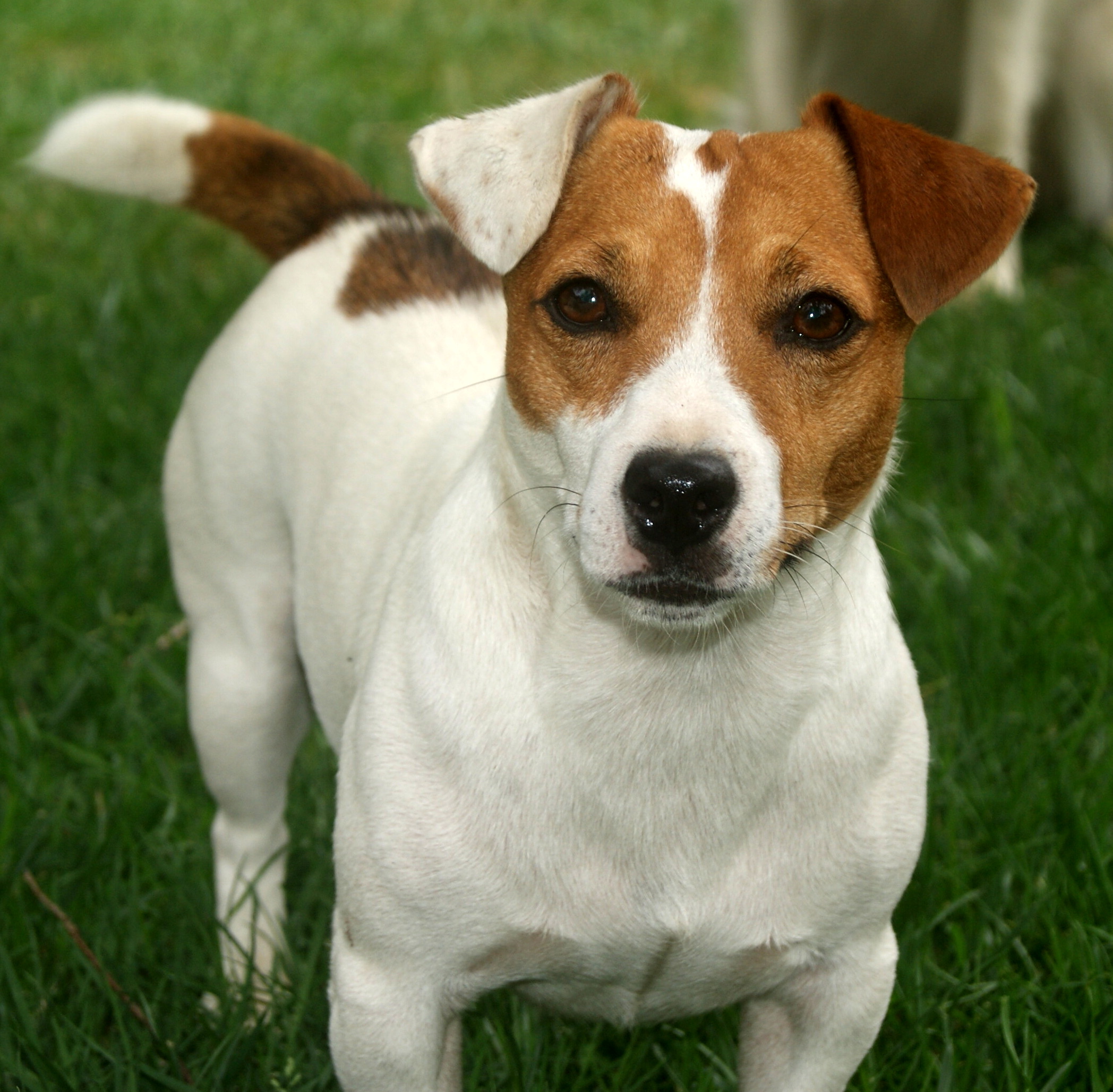 Jack Russell Terrier Wallpapers