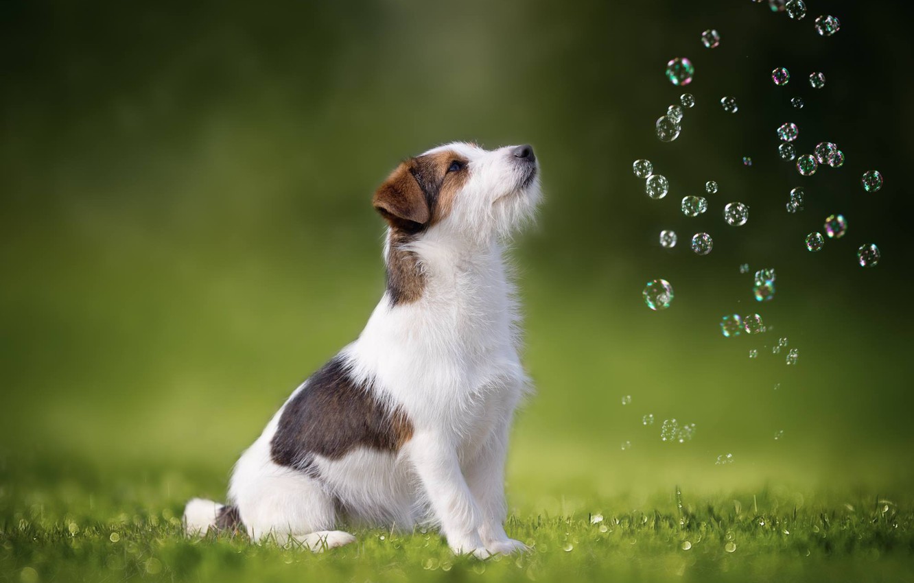 Jack Russell Terrier Wallpapers
