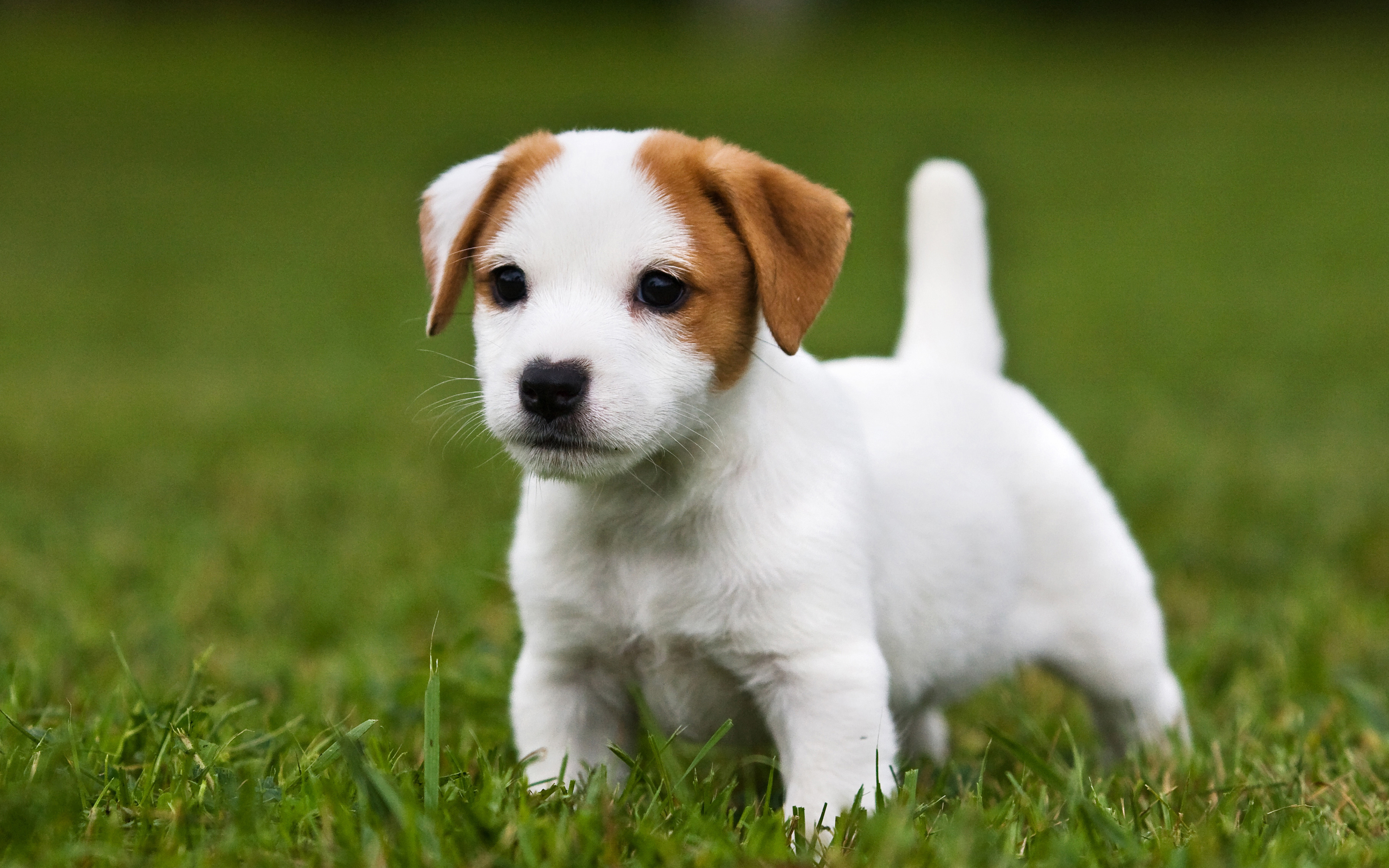 Jack Russell Terrier Wallpapers