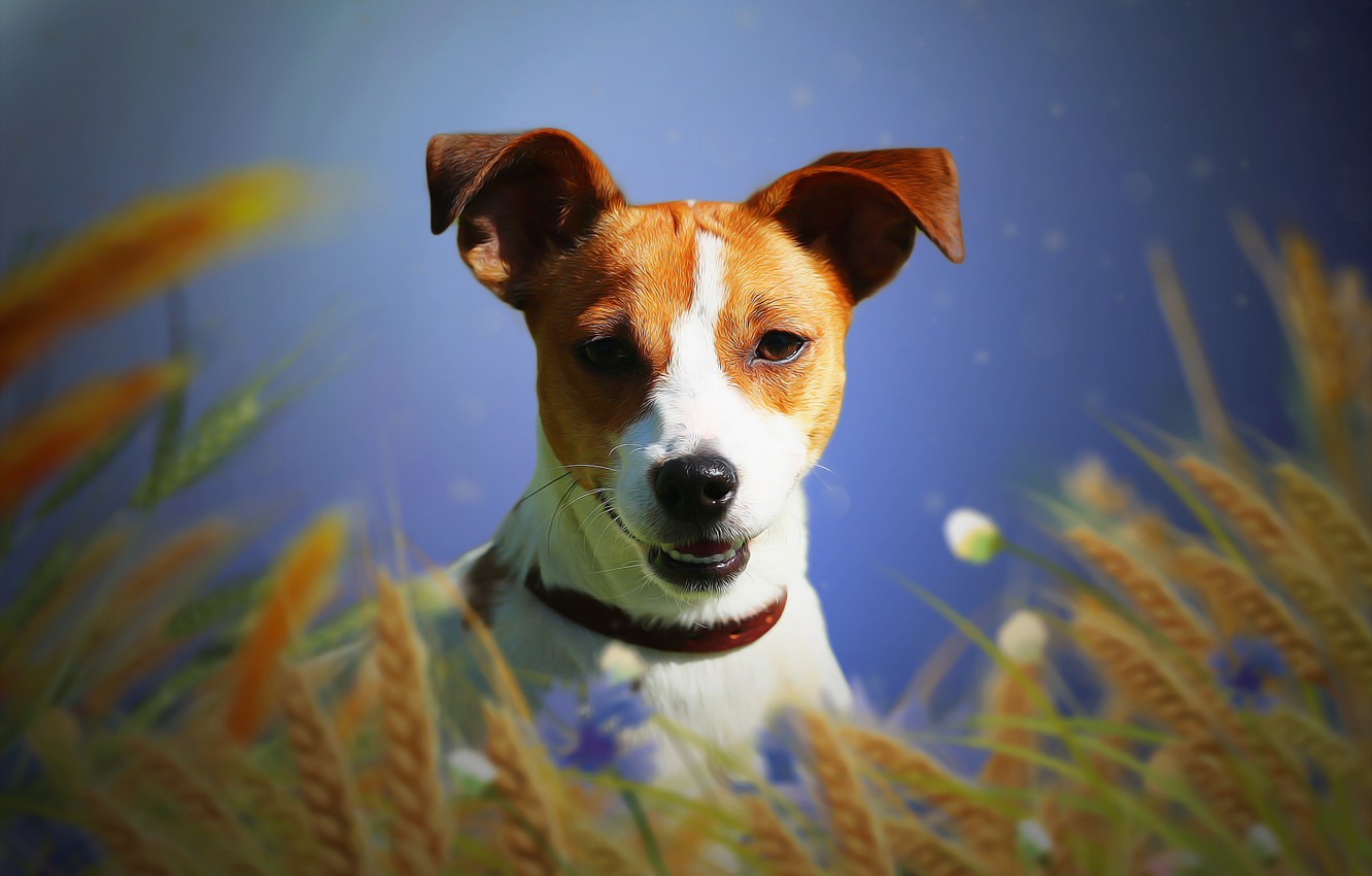 Jack Russell Terrier Wallpapers