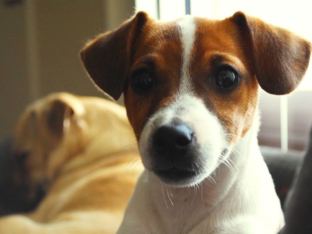 Jack Russell Terrier Wallpapers