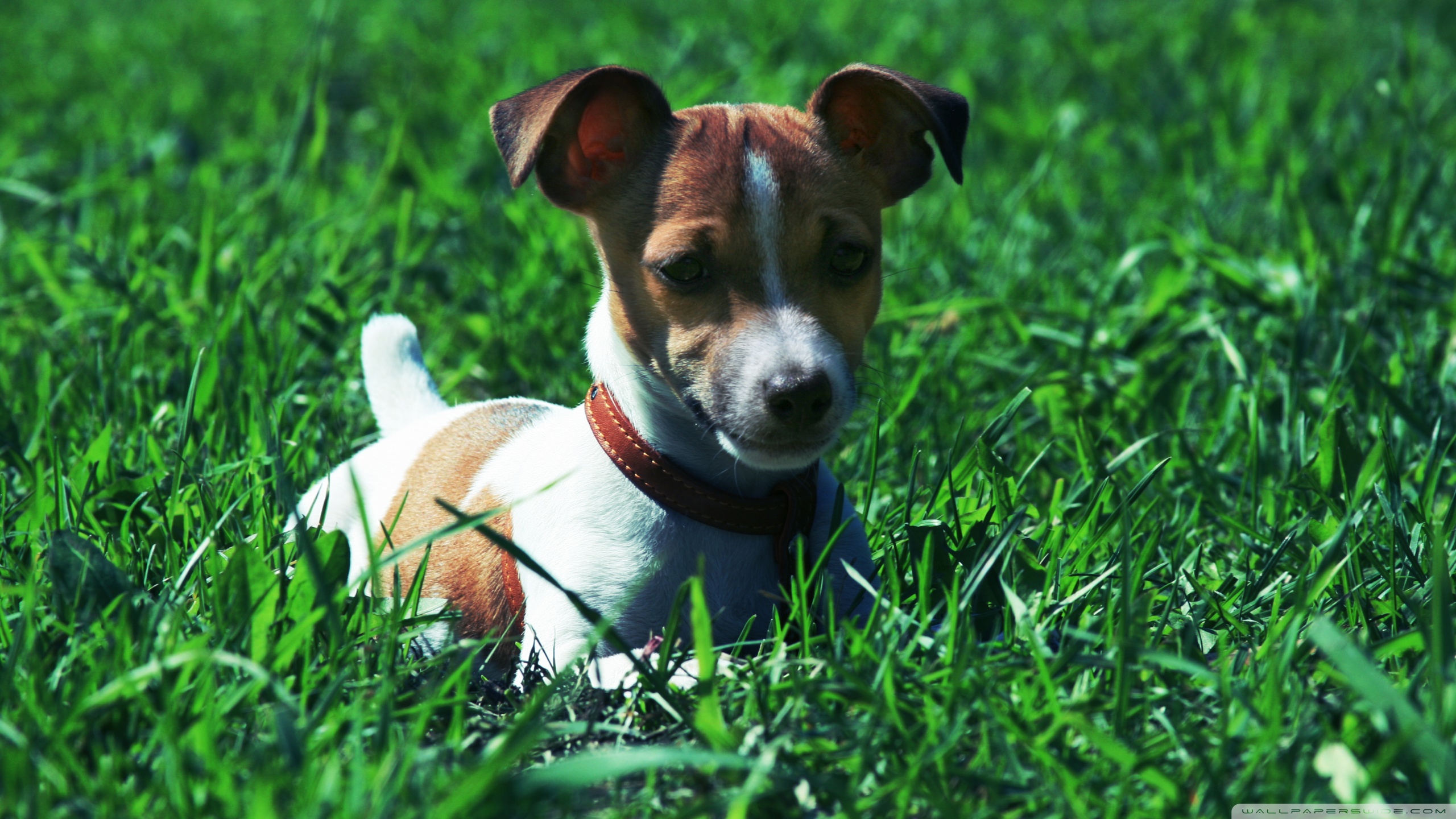 Jack Russell Terrier Wallpapers