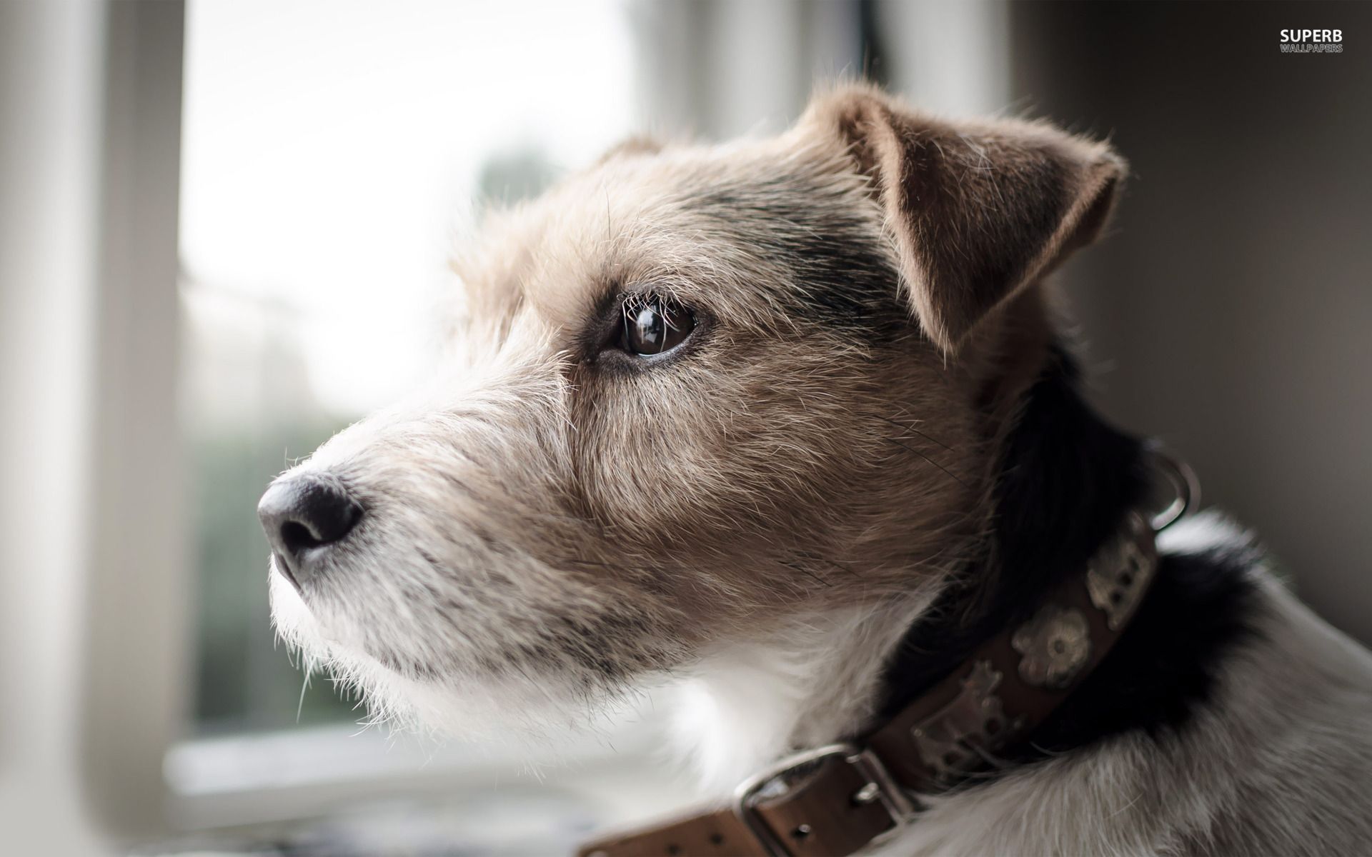 Jack Russell Terrier Wallpapers