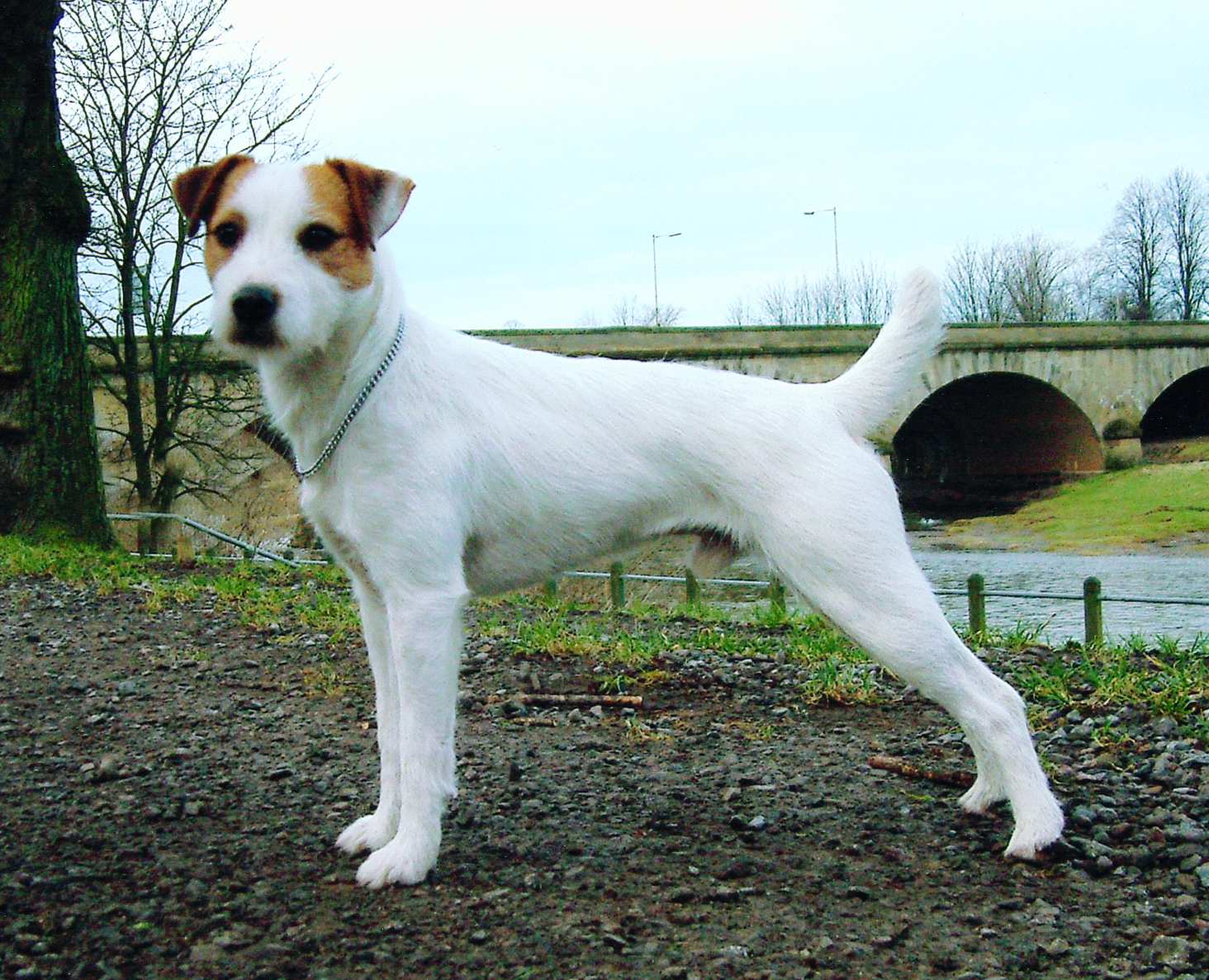 Jack Russell Terrier Wallpapers