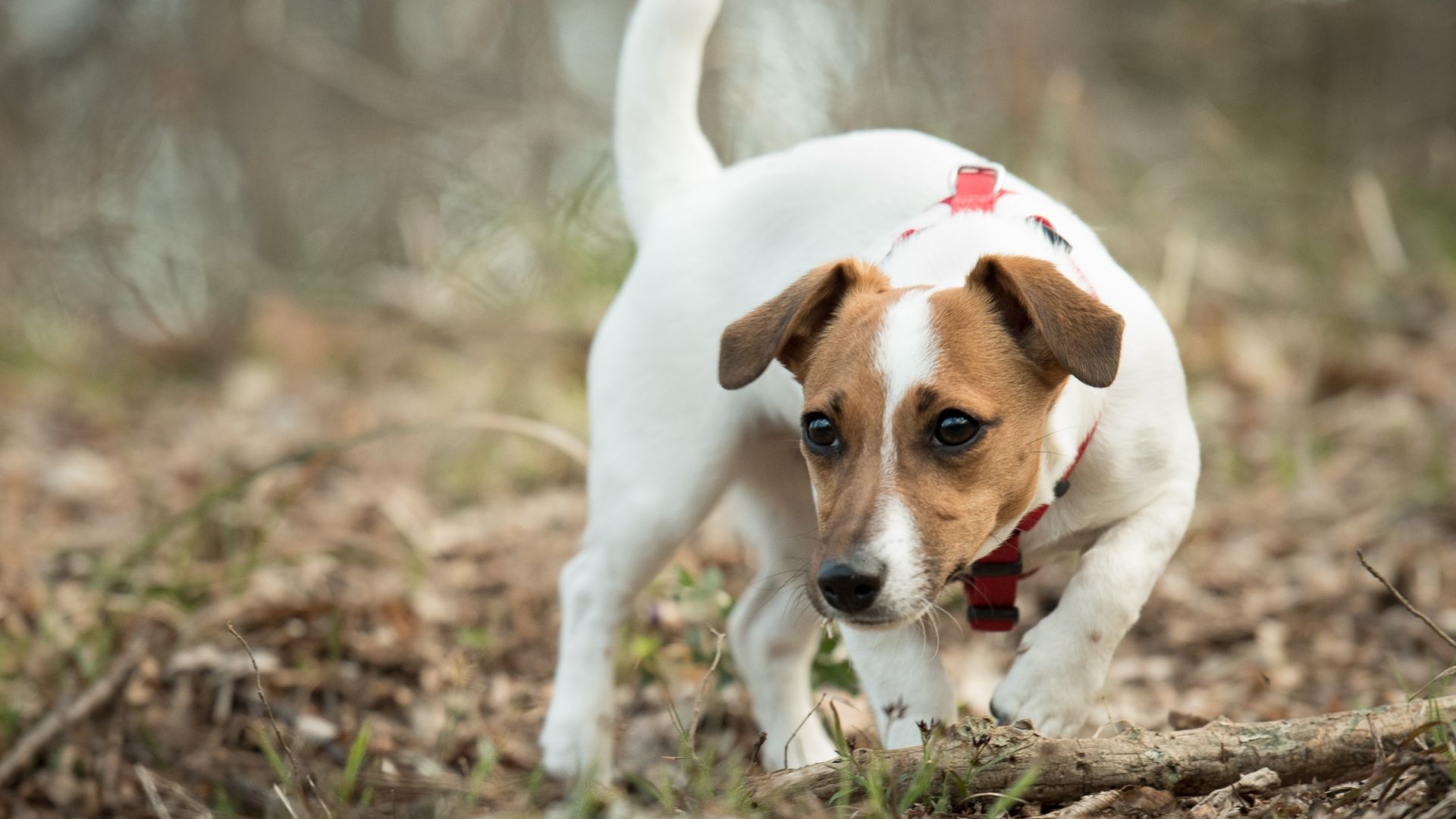 Jack Russell Terrier Wallpapers