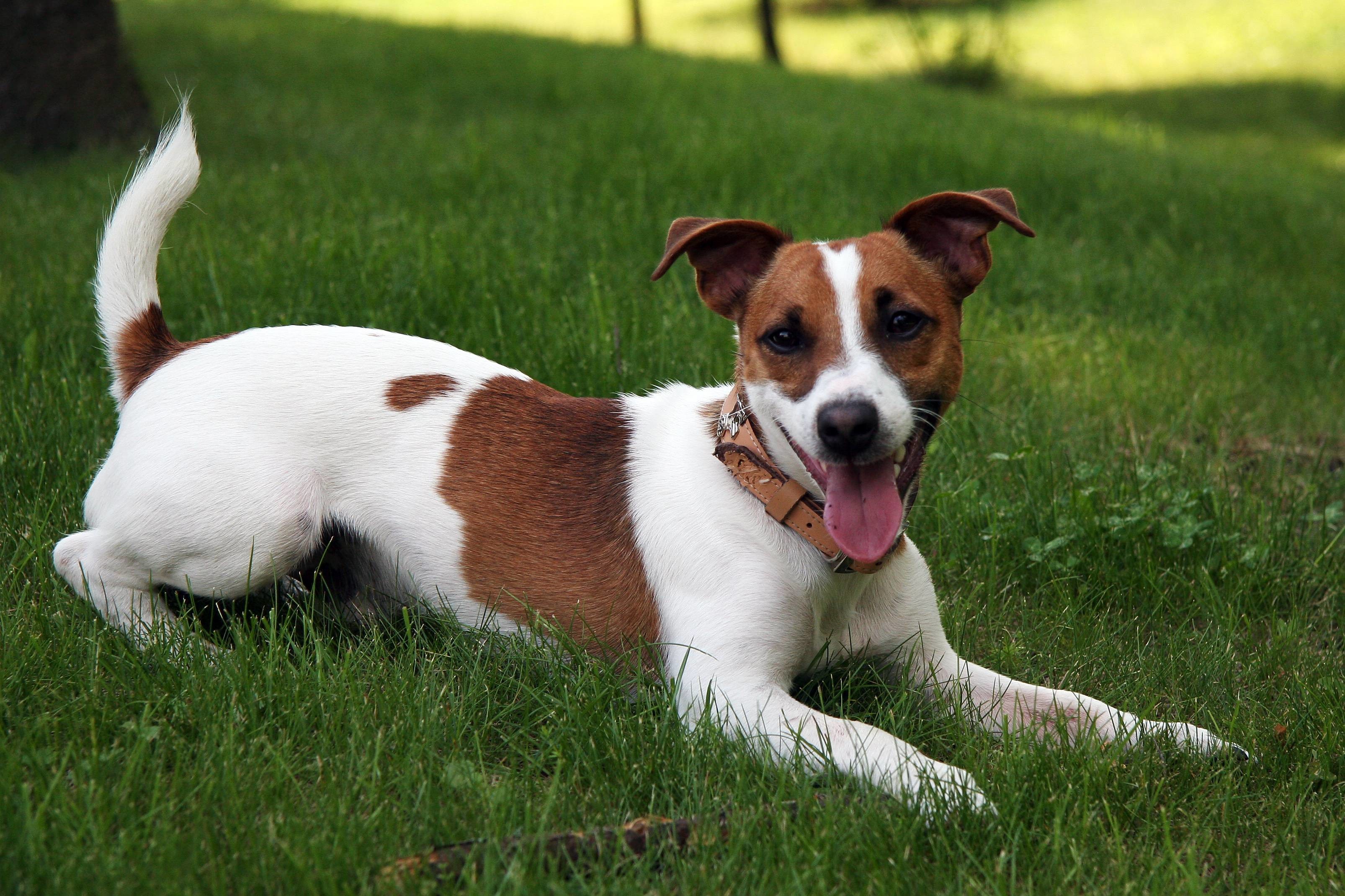 Jack Russell Terrier Wallpapers