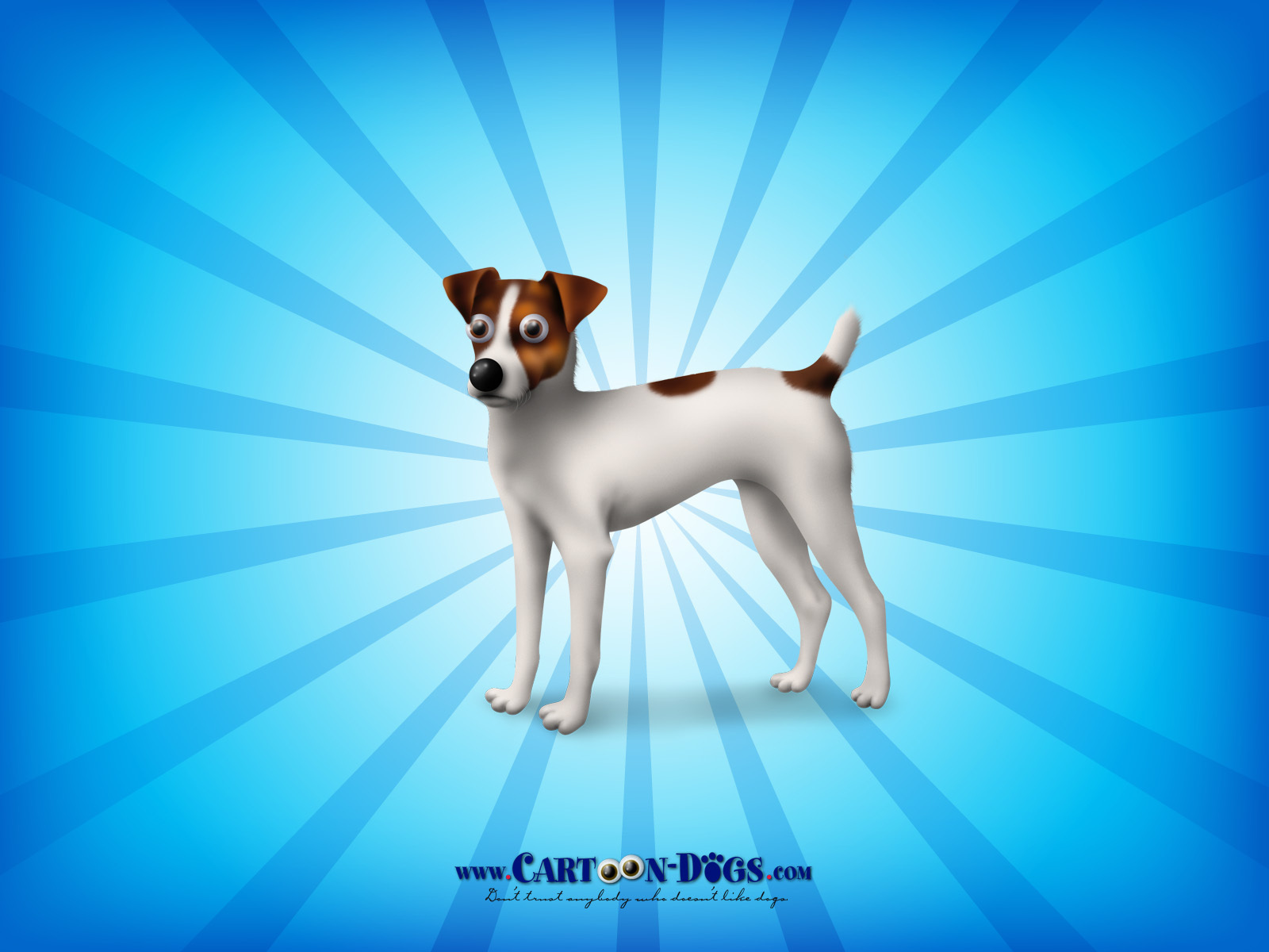 Jack Russell Terrier Wallpapers