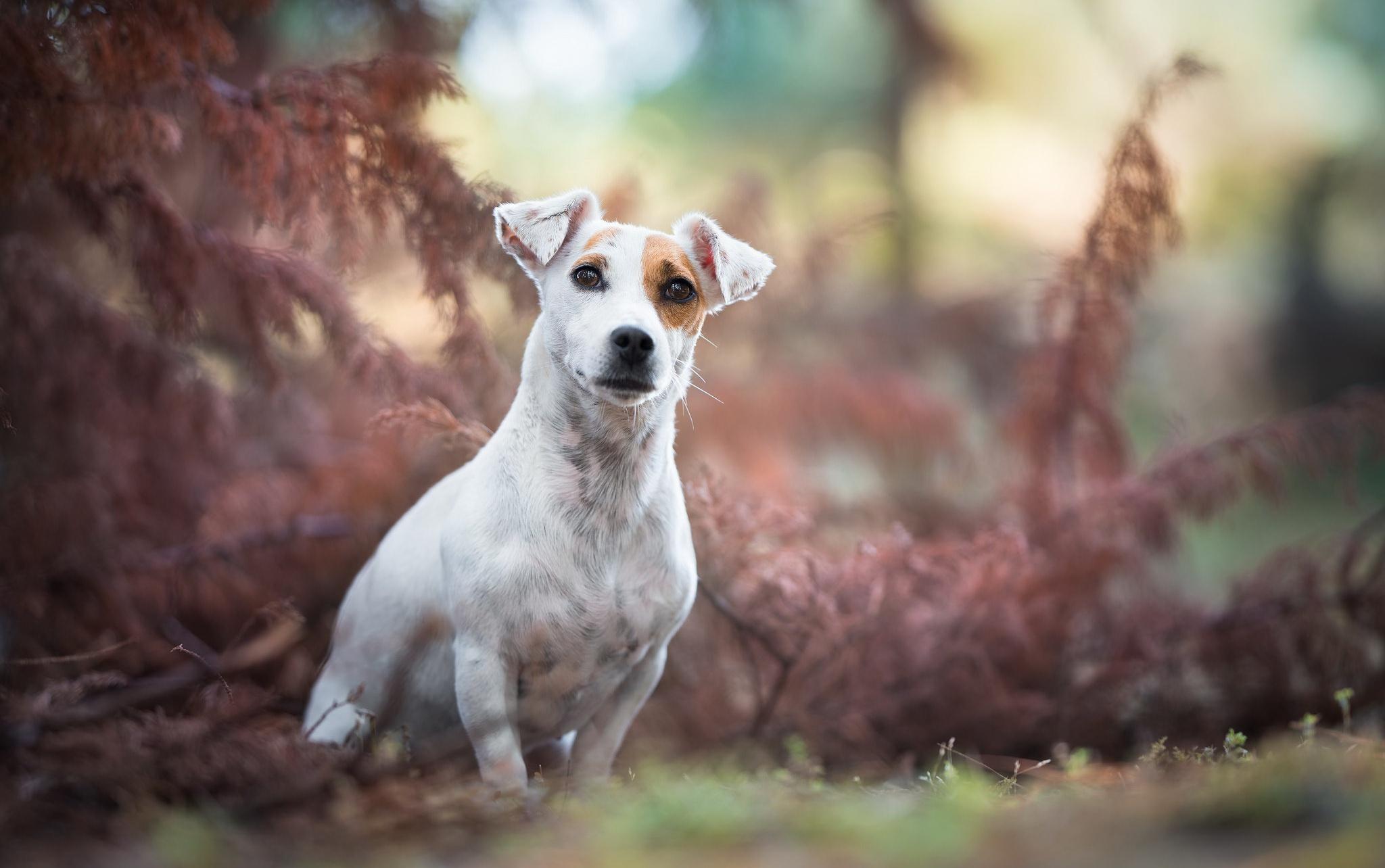 Jack Russell Terrier Wallpapers