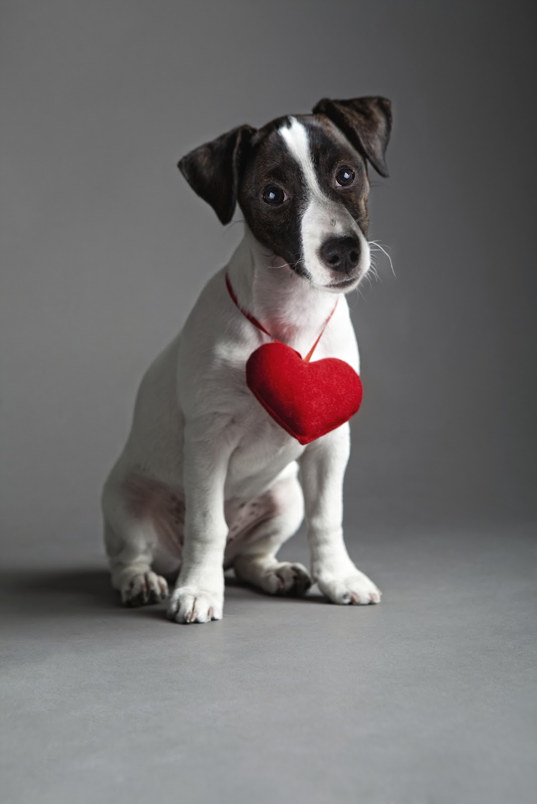 Jack Russell Terrier Wallpapers