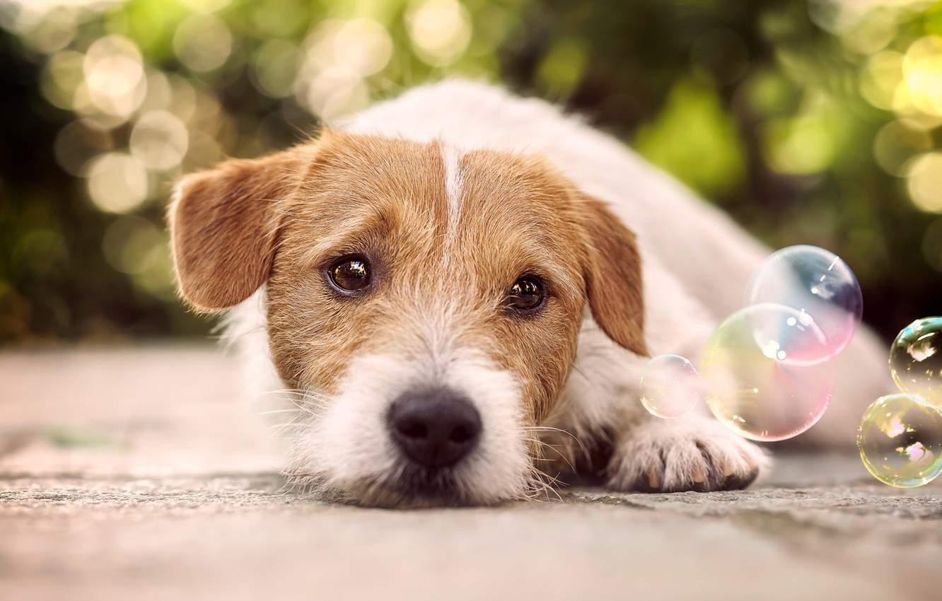 Jack Russell Terrier Wallpapers