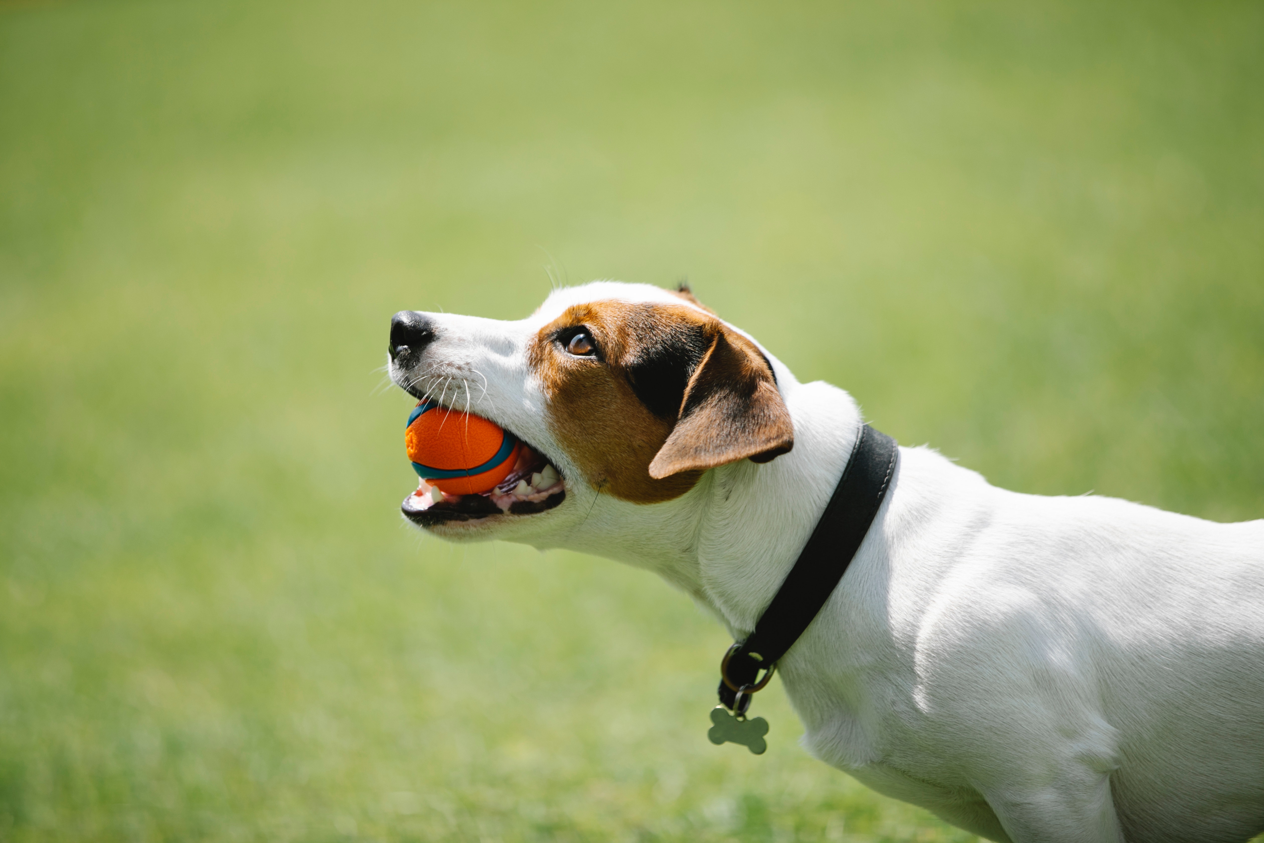 Jack Russell Terrier Wallpapers