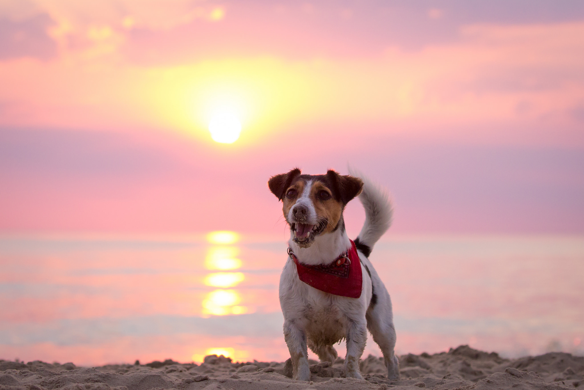 Jack Russell Terrier Wallpapers