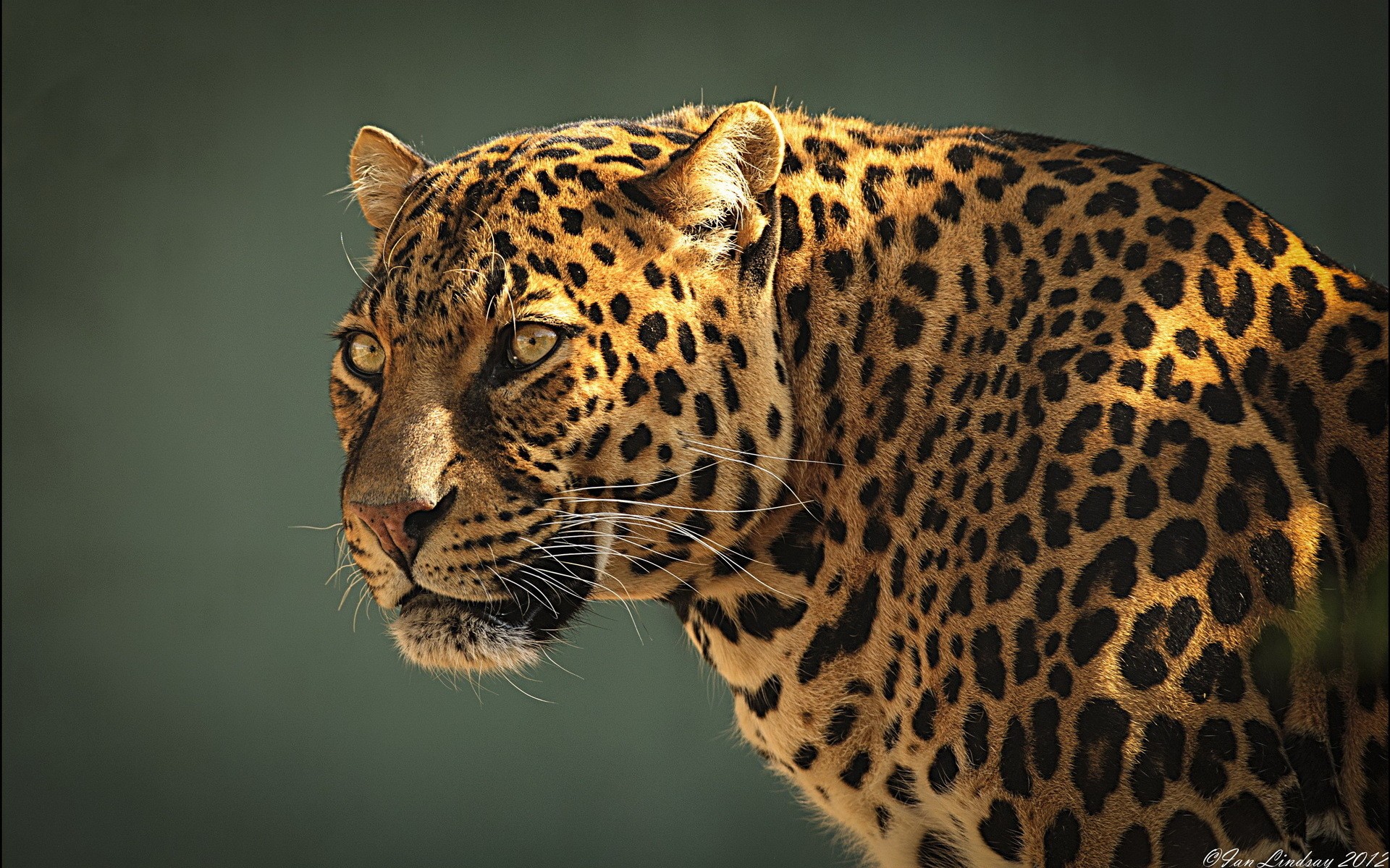 Jaguar Animal Wallpapers