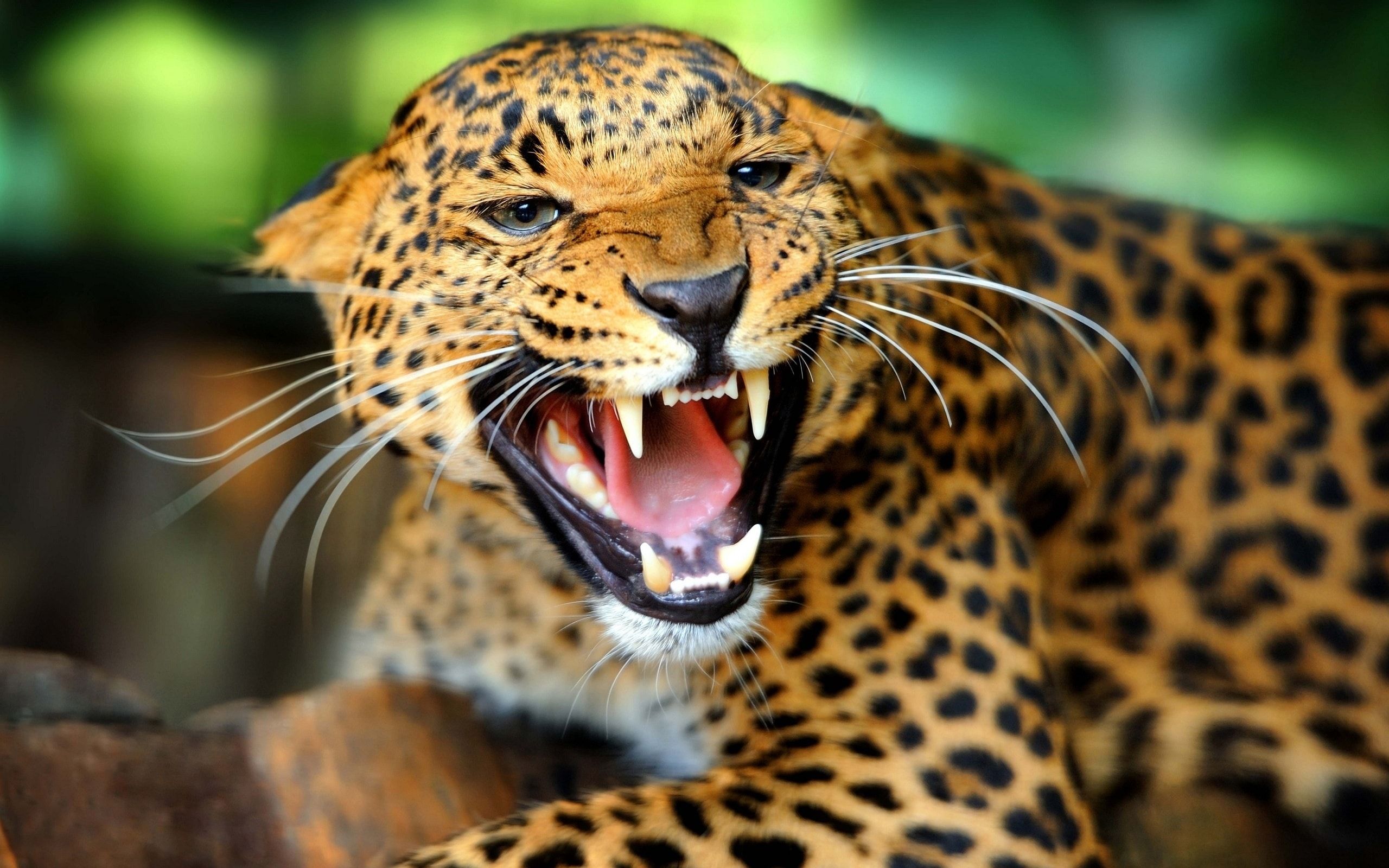 Jaguar Animal Wallpapers