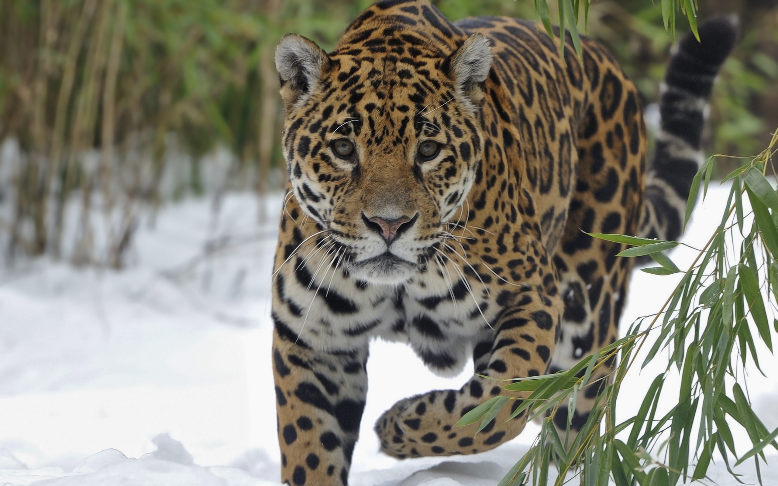 Jaguar Animal Wallpapers