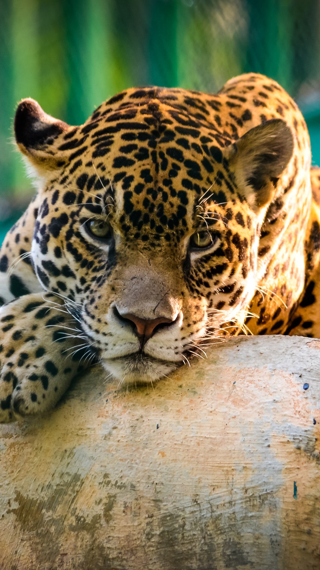 Jaguar Animal Wallpapers