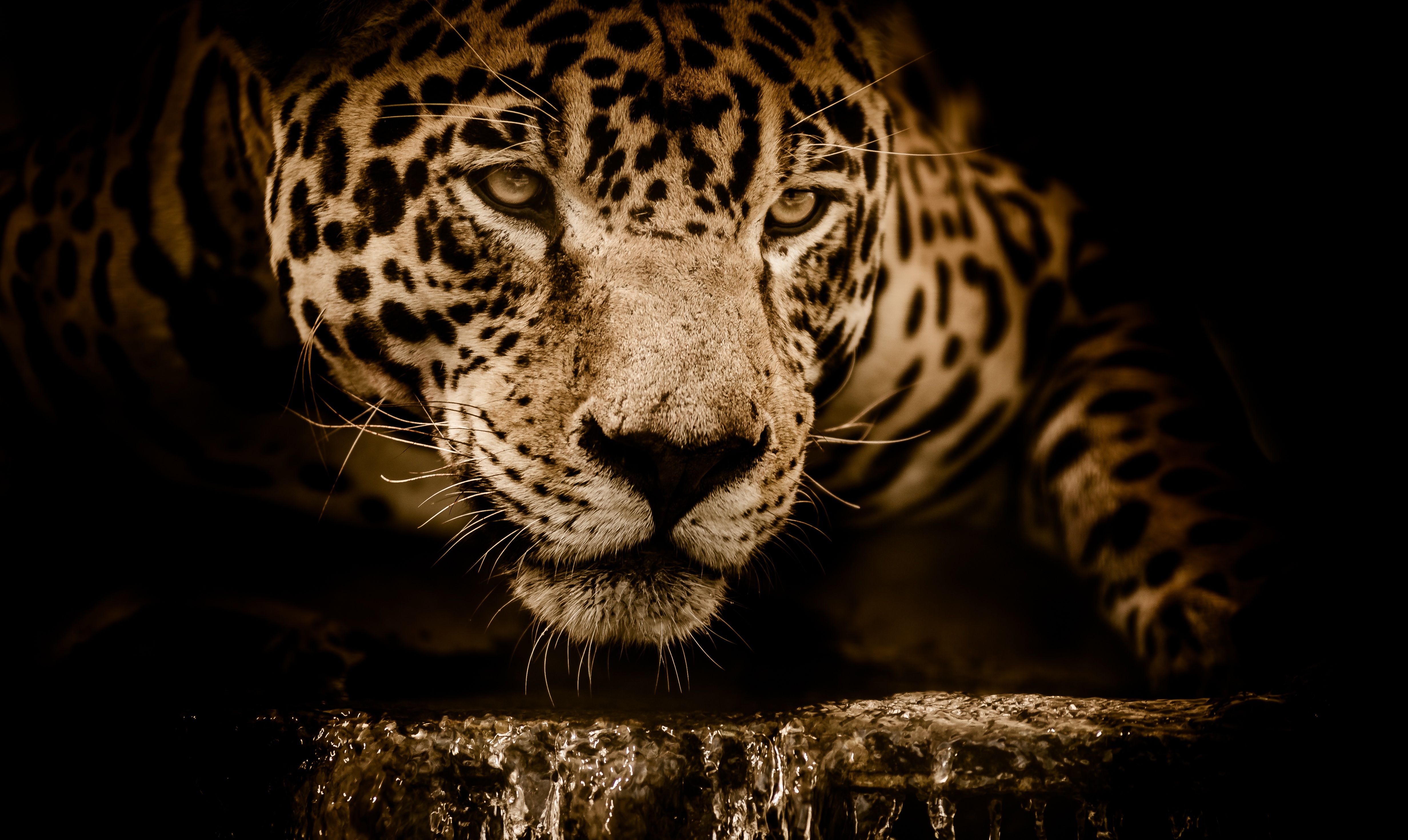 Jaguar Hd Wallpapers