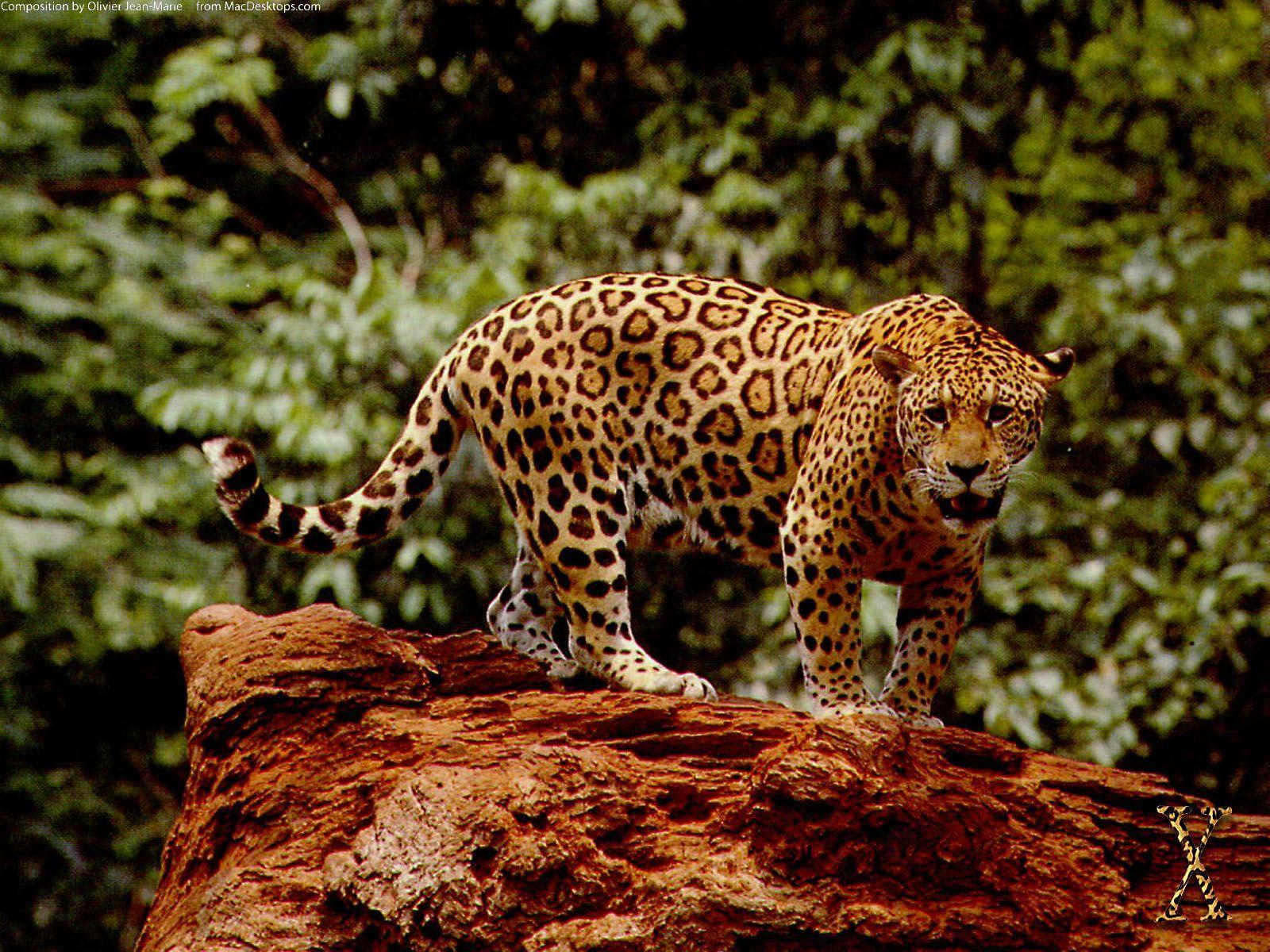 Jaguar Hd Wallpapers