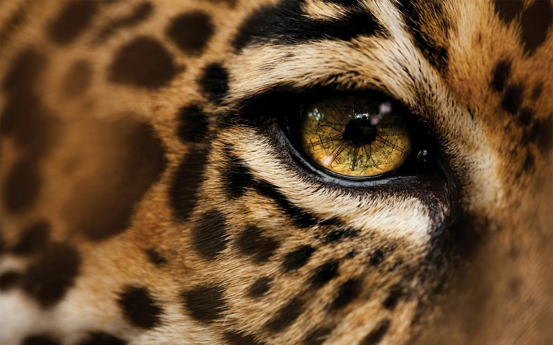 Jaguar Hd Wallpapers