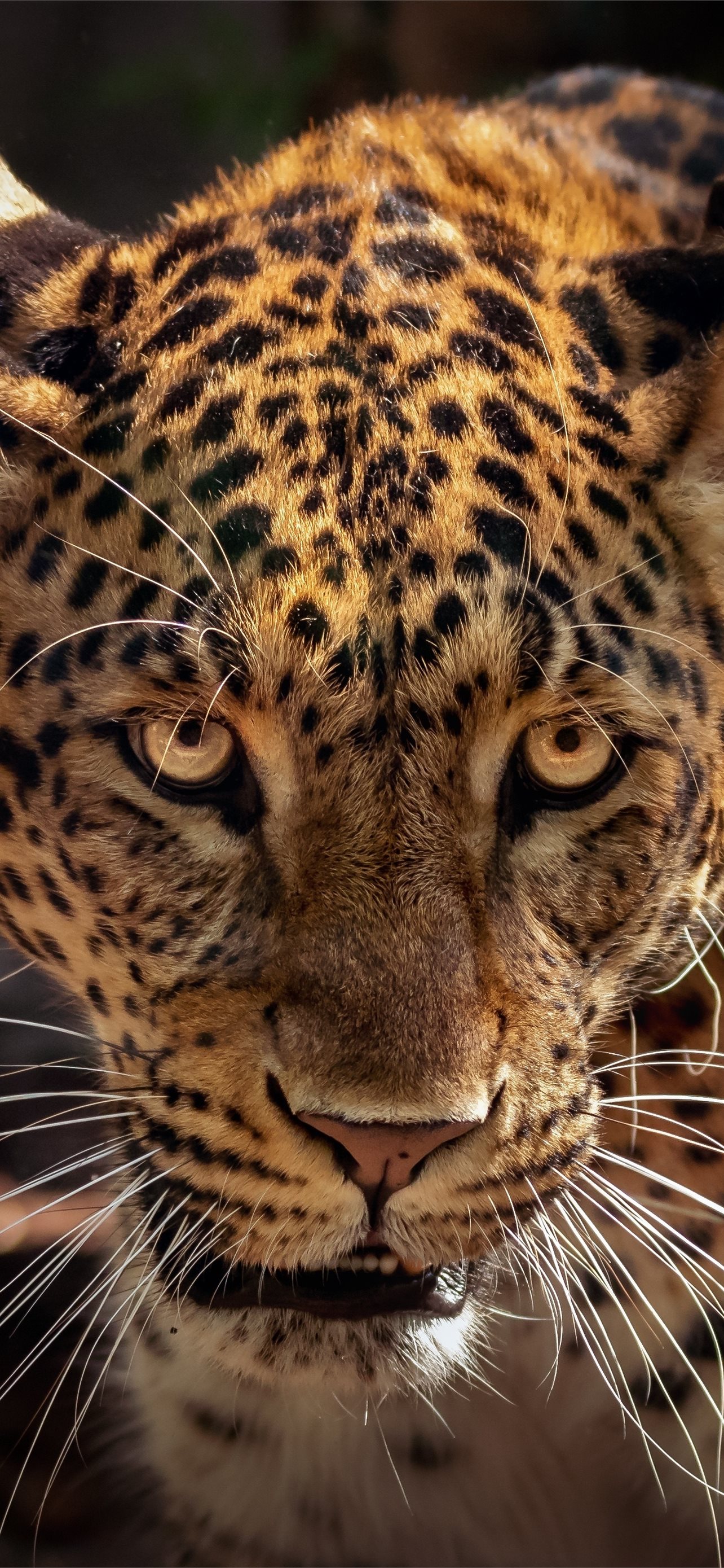 Jaguar Iphone Wallpapers