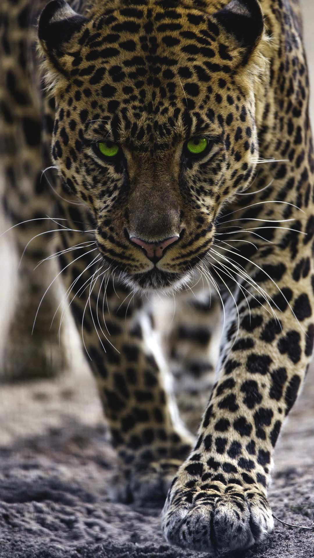 Jaguar Iphone Wallpapers