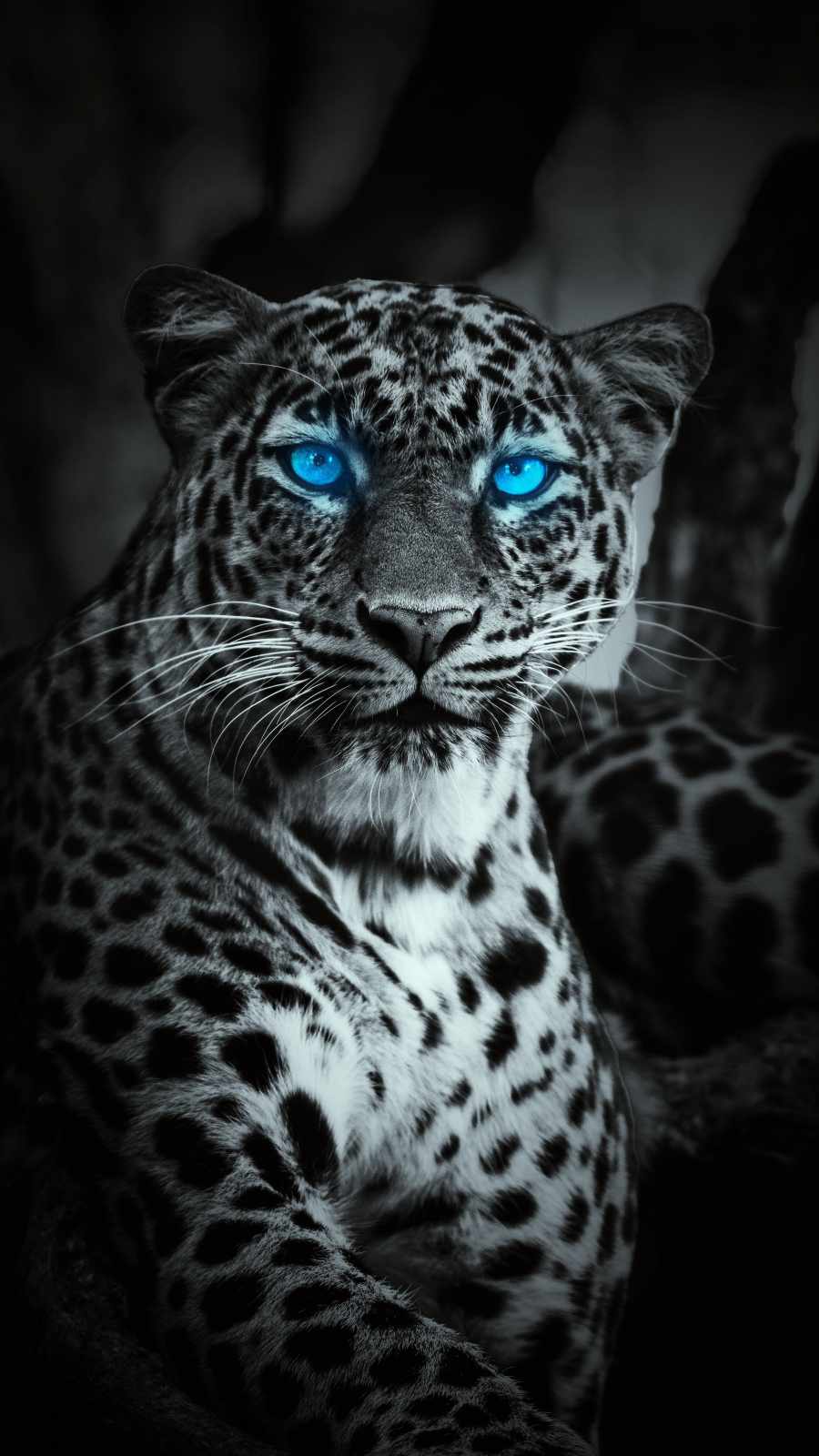 Jaguar Iphone Wallpapers