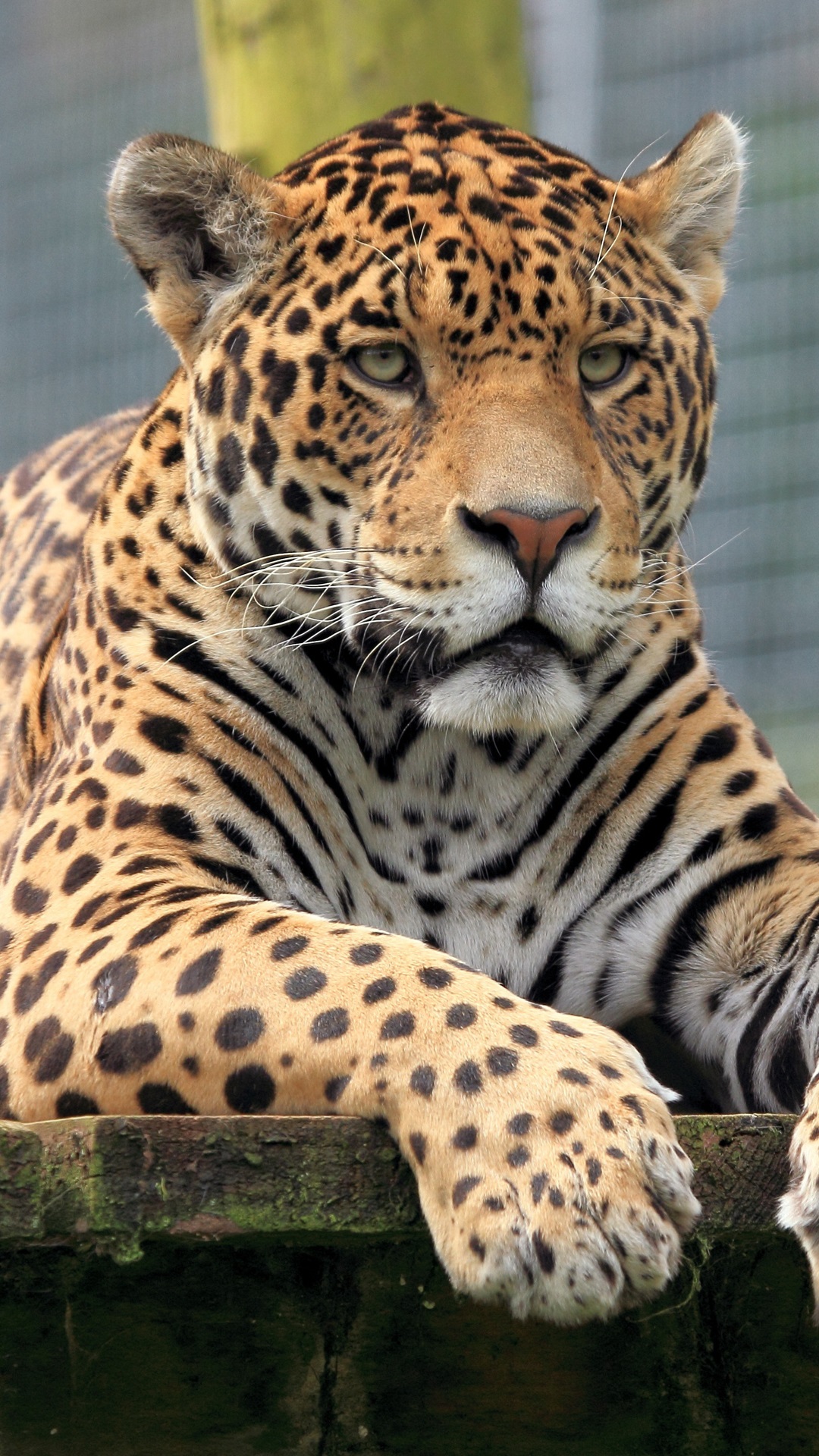 Jaguar Iphone Wallpapers