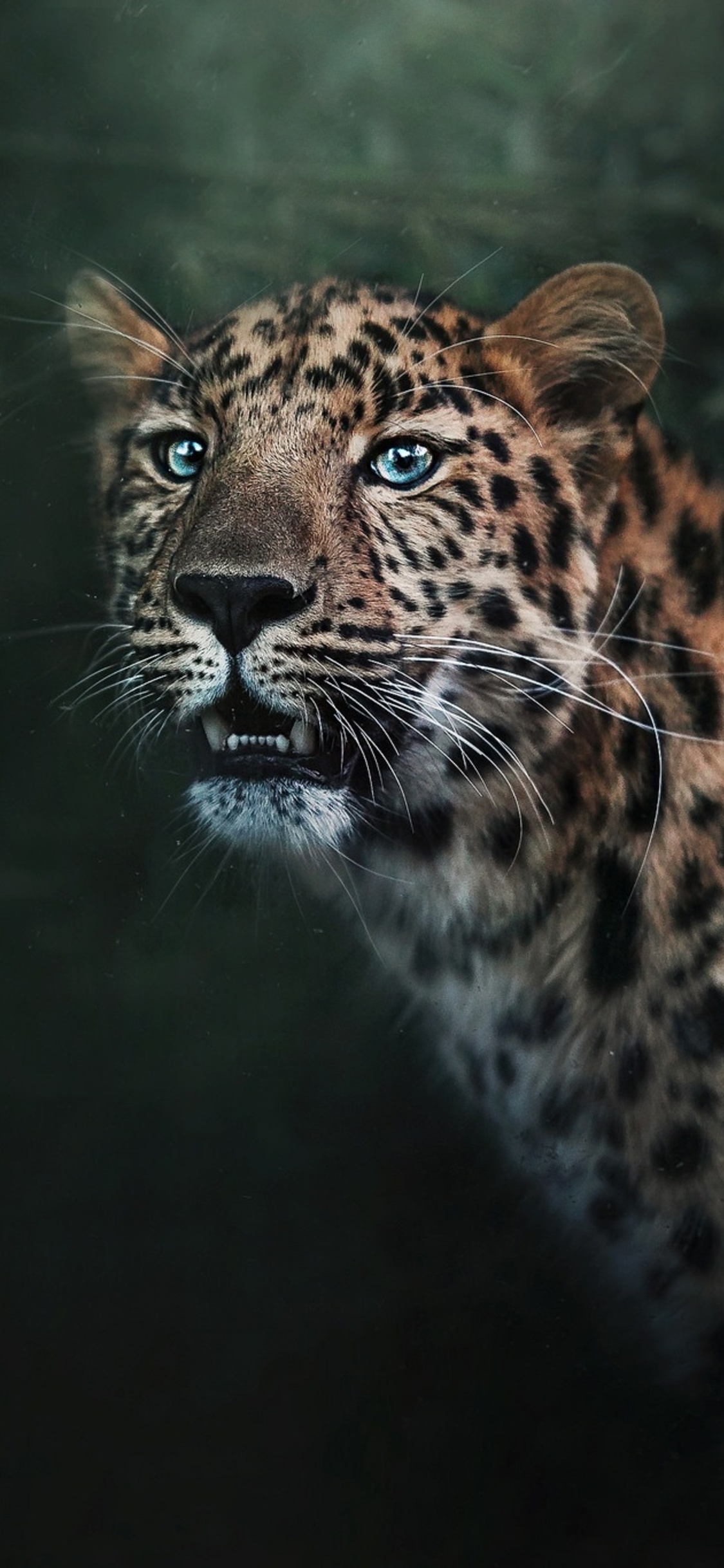 Jaguar Iphone Wallpapers