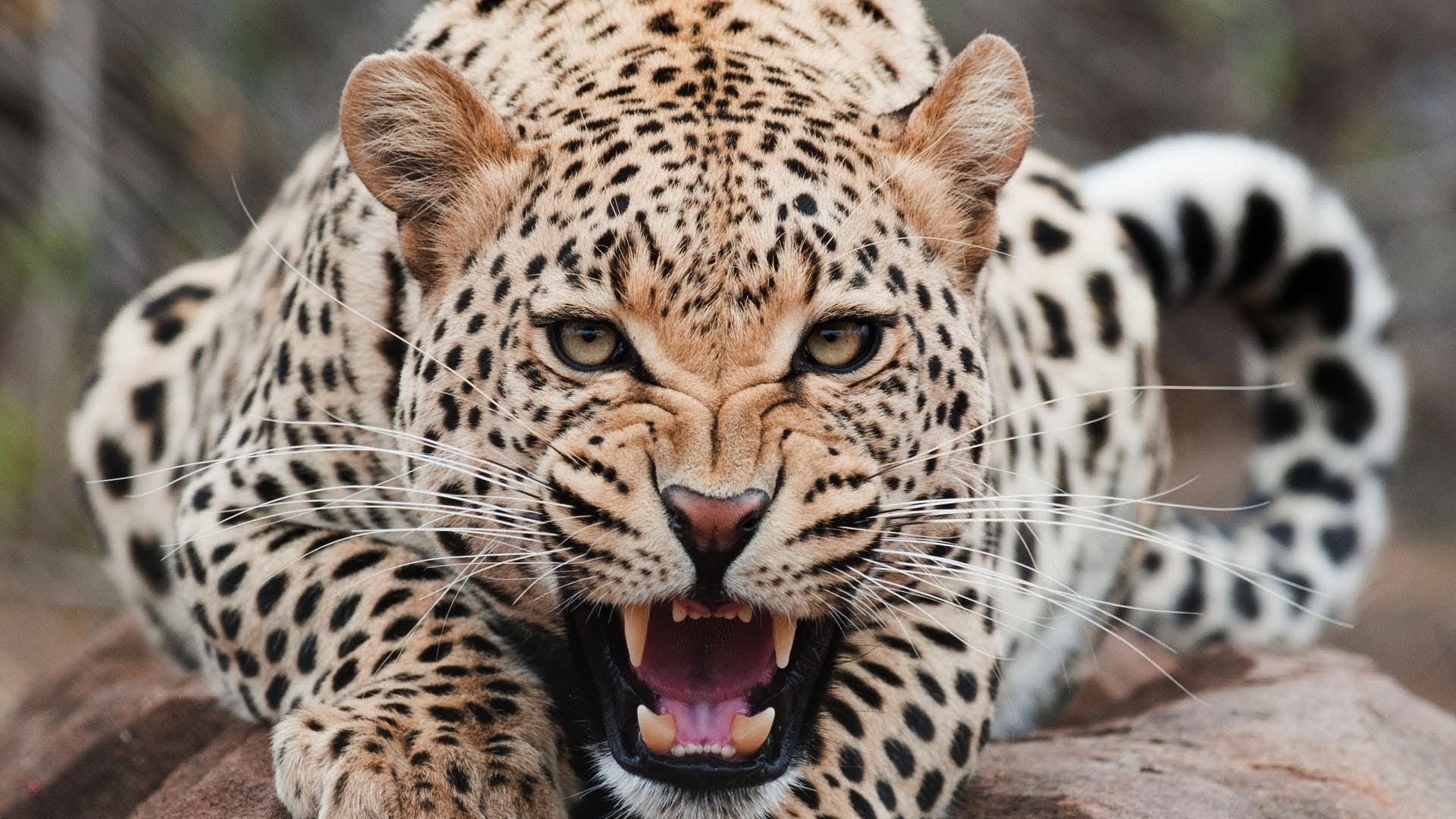 Jaguar Wallpapers