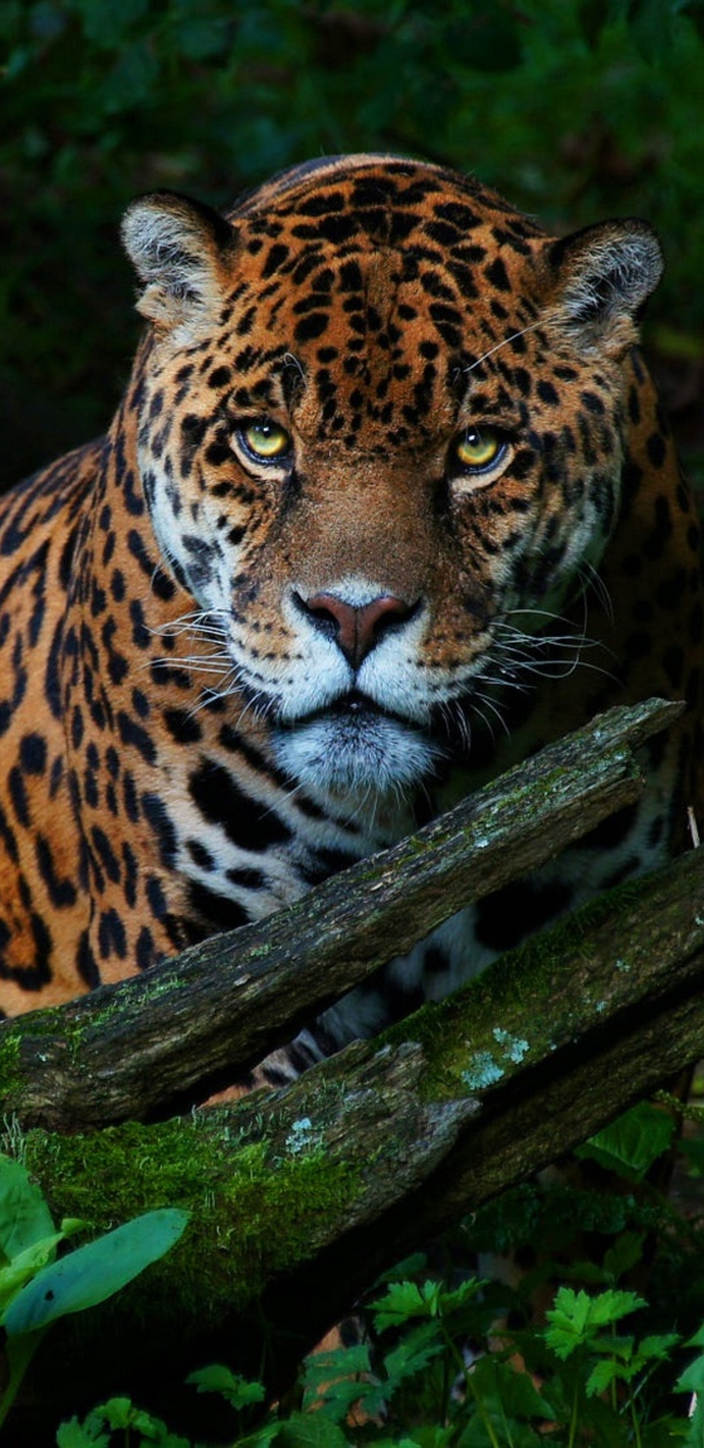 Jaguar Wallpapers