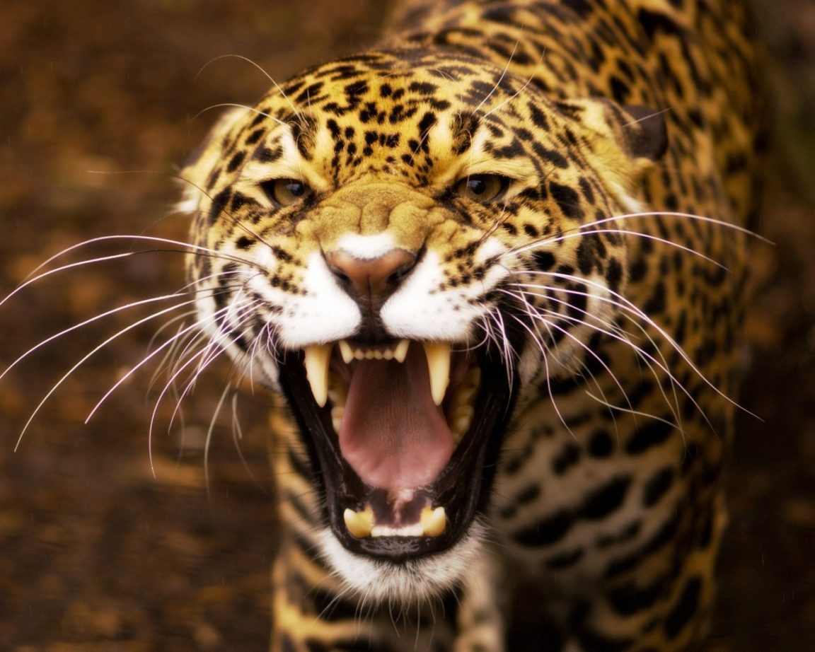 Jaguar Wallpapers