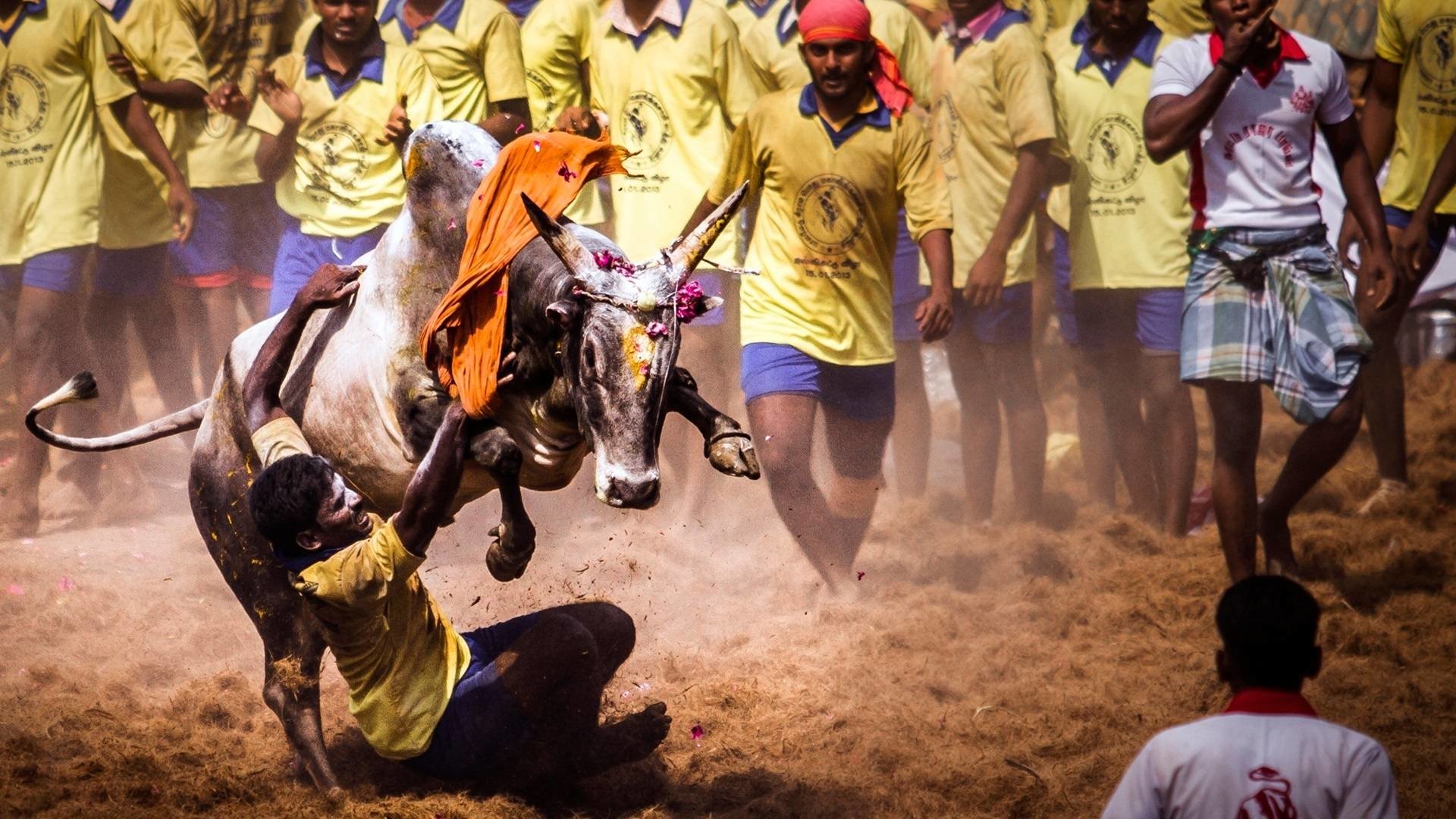 Jallikattu Wallpapers