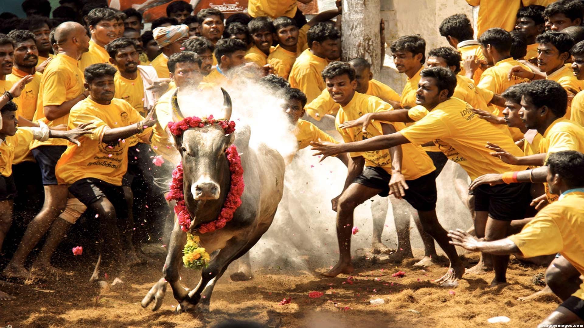 Jallikattu Wallpapers