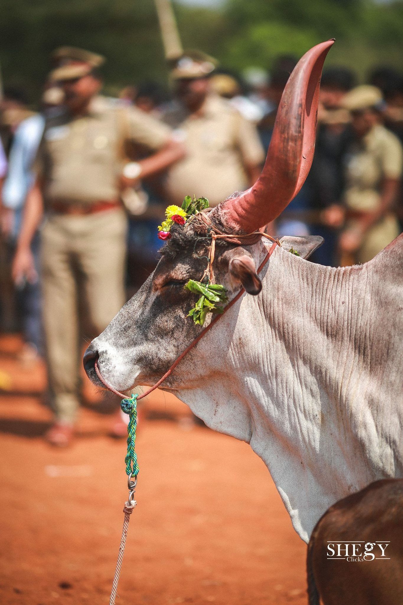 Jallikattu Wallpapers