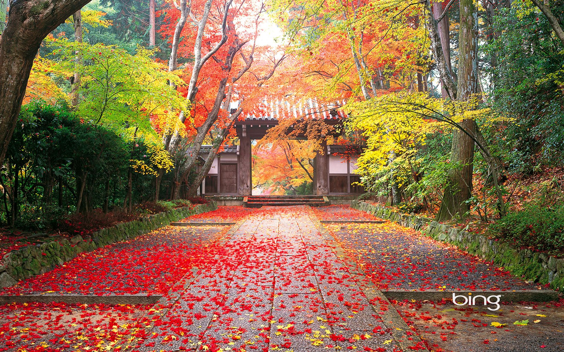 Japan Fall Wallpapers