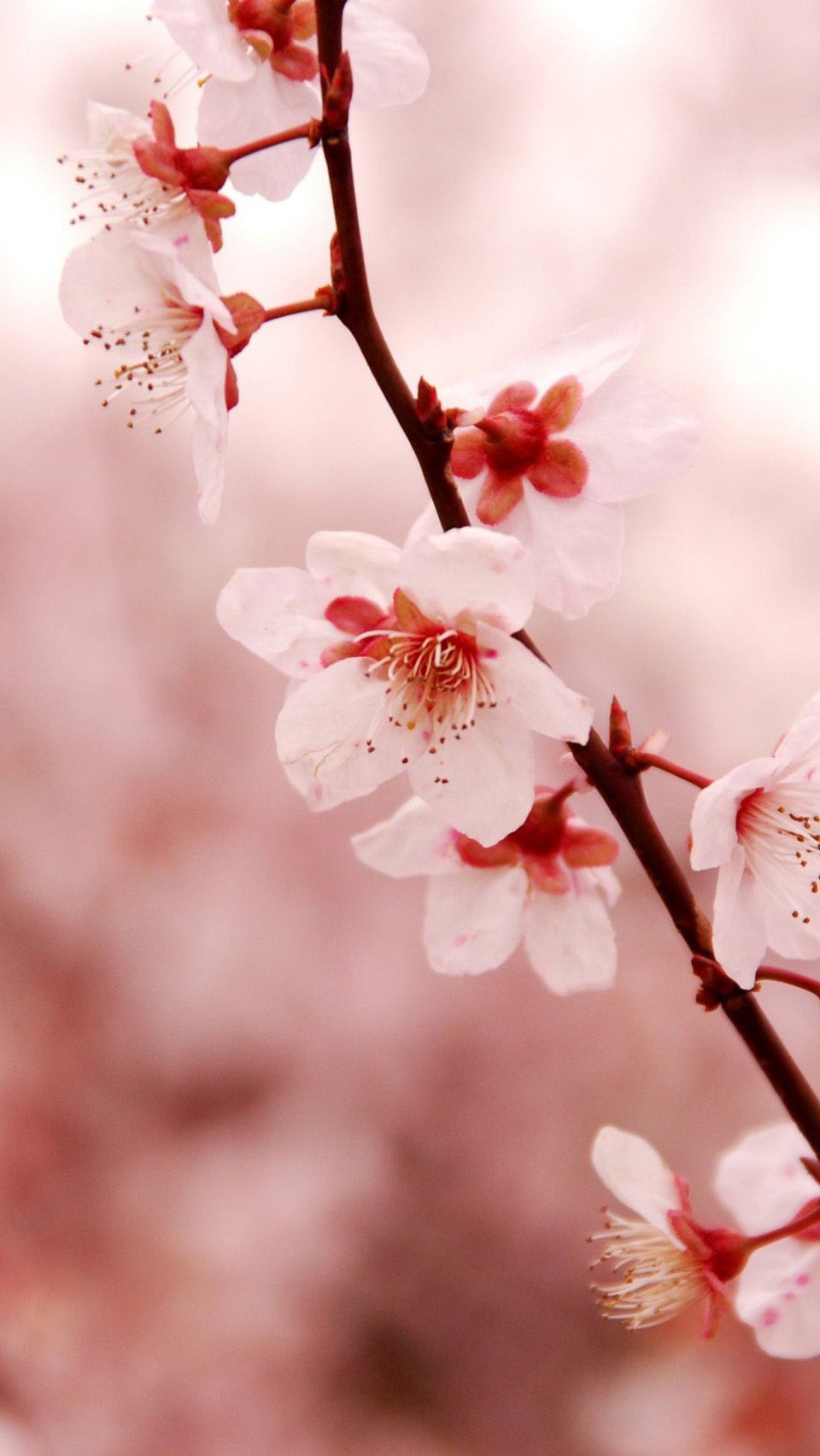 Japan Flowers Images Wallpapers