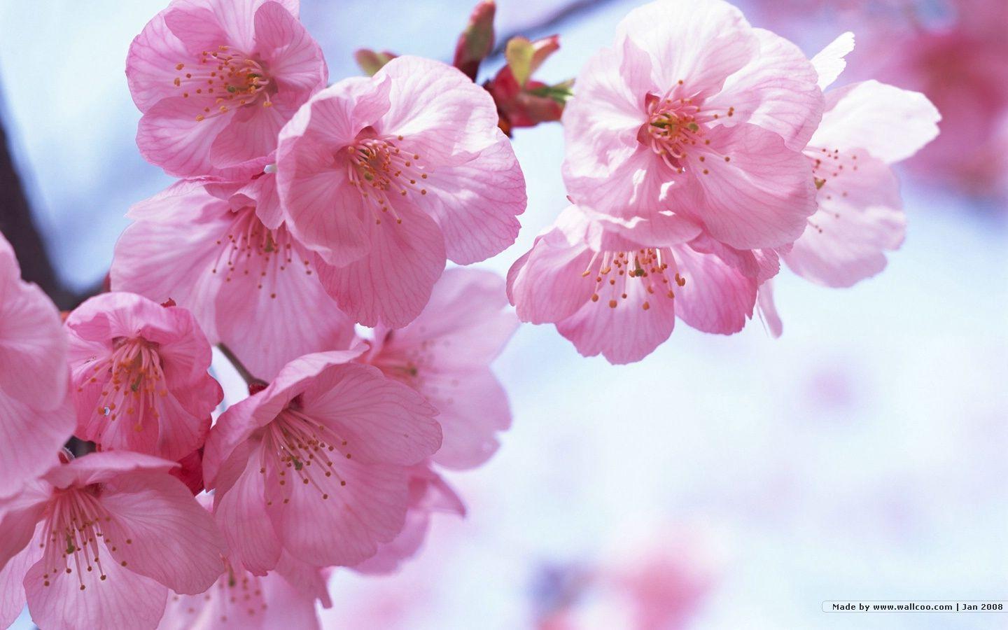 Japan Flowers Images Wallpapers