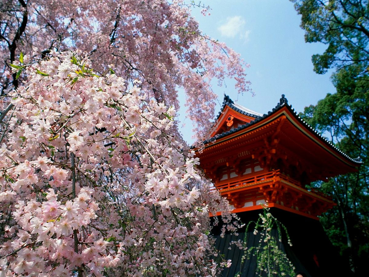 Japan Flowers Images Wallpapers