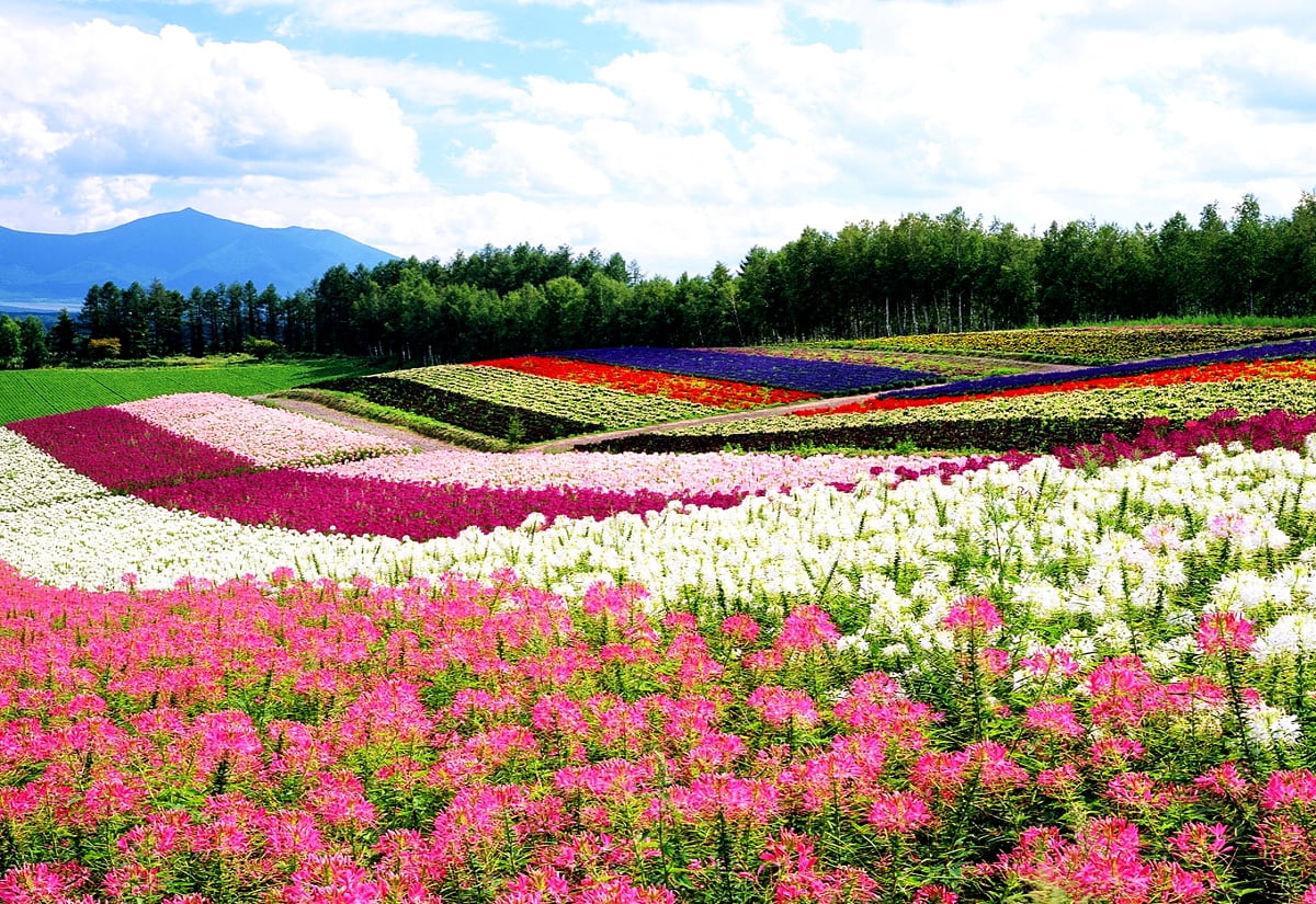 Japan Flowers Images Wallpapers