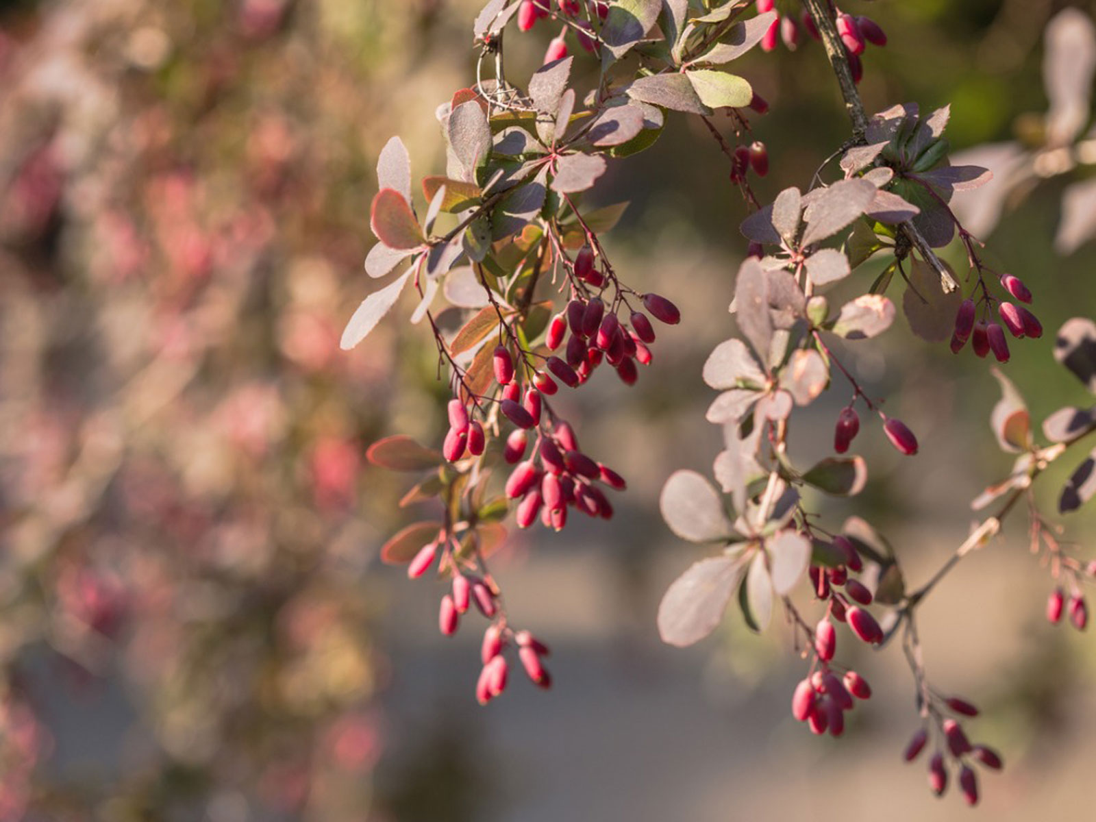 Japanese Barberry Wallpapers