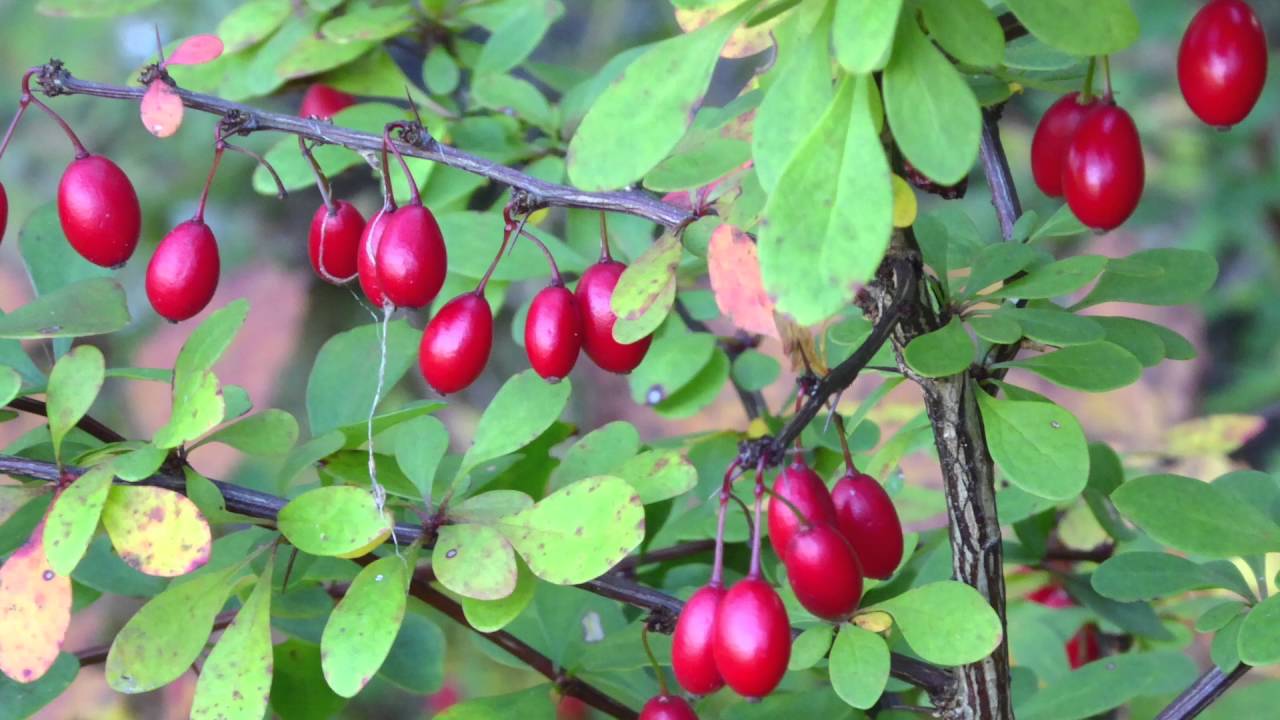 Japanese Barberry Wallpapers