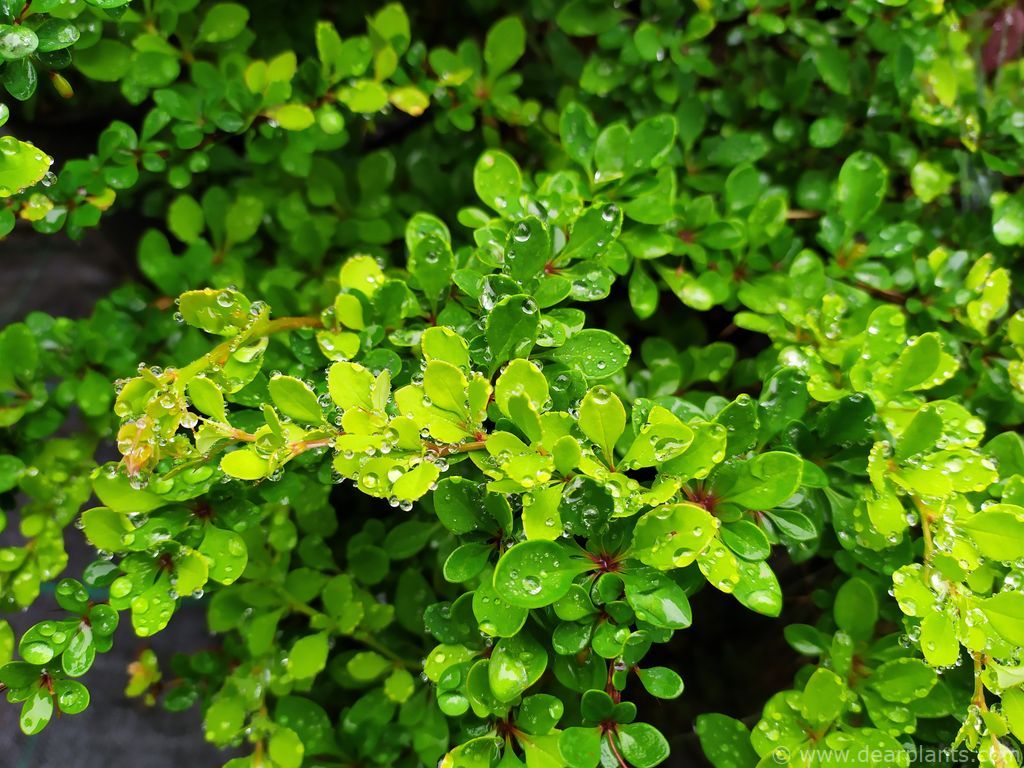 Japanese Barberry Wallpapers